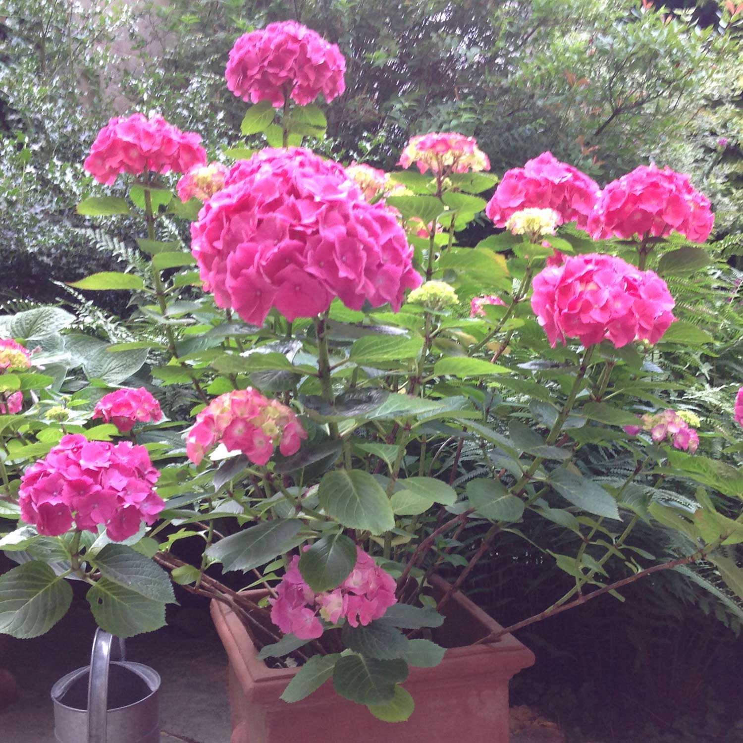 Ballhortensie 'Forever & Ever® Red' Liefergröße: 30-40 cm