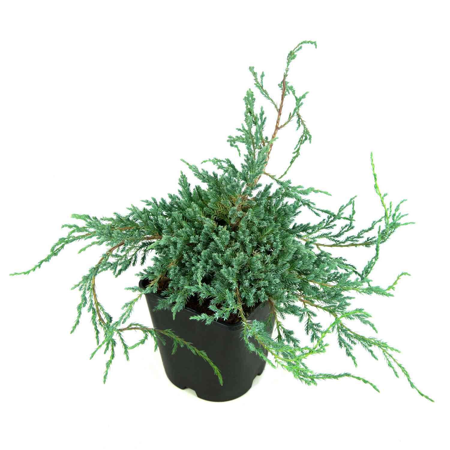 Blauer Kriechwacholder 'Blue Carpet'