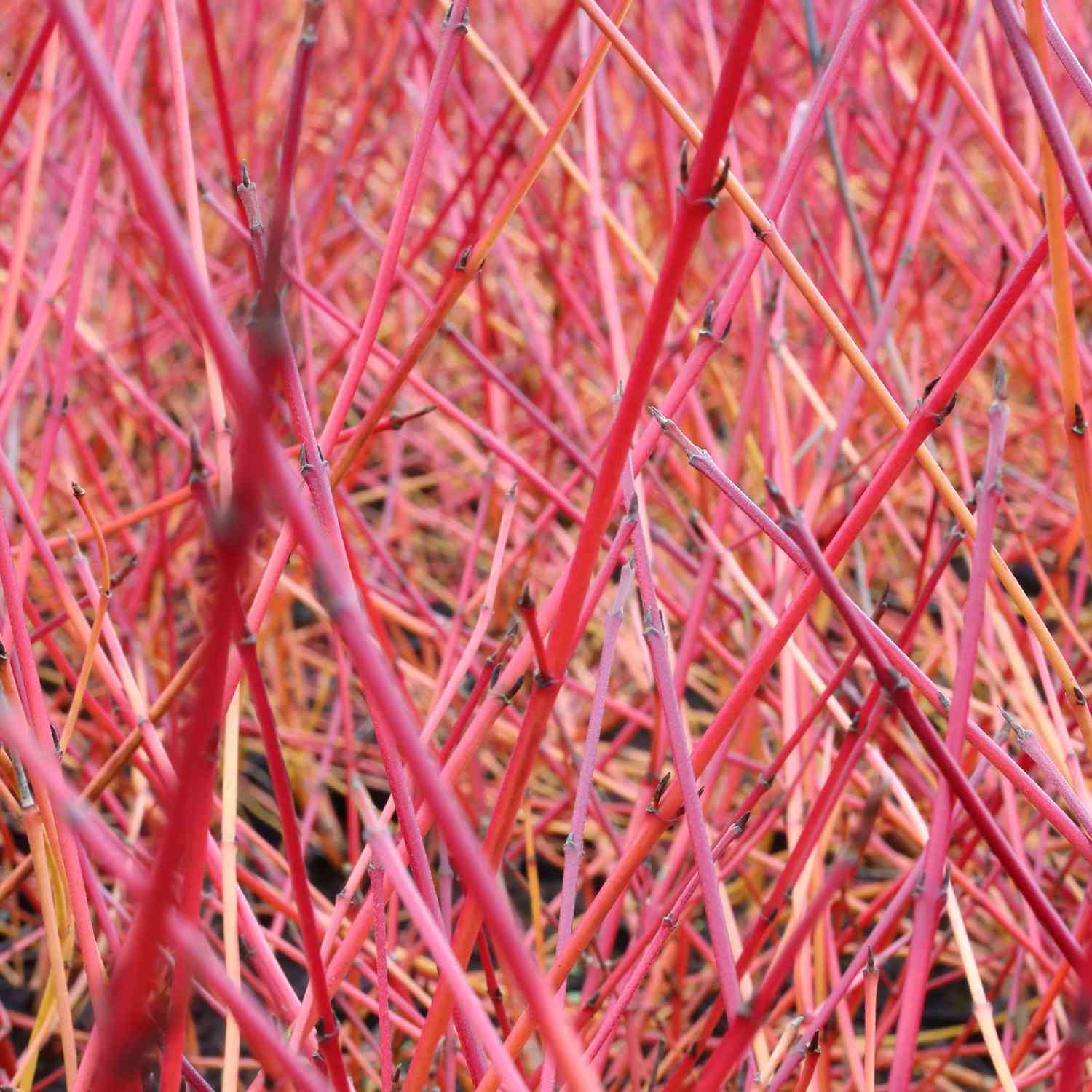 Feuer-Hartriegel 'Midwinter Fire'