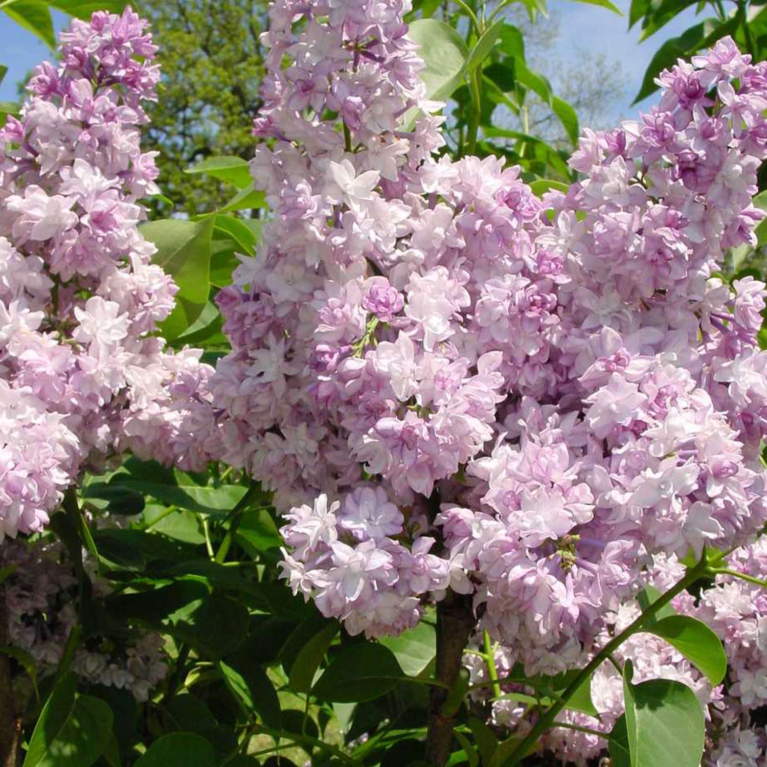 Edelflieder 'Beauty of Moscow' C5 Liefergröße: 60 - 80 cm