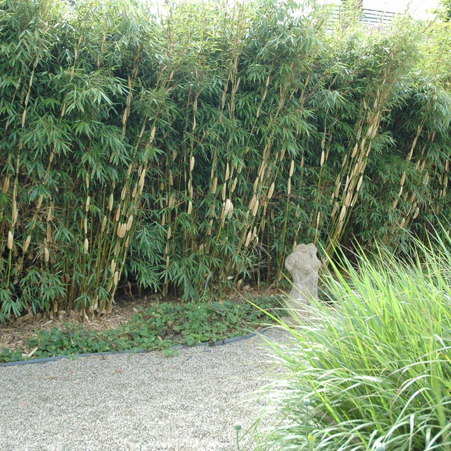 Kategorie <b>Hecken </b> - Horstbildender Bambus / Schirmbambus 'Pingwu' C5 40 - 60 Liefergröße: 40 - 60 cm - Fargesia robusta 'Pingwu'