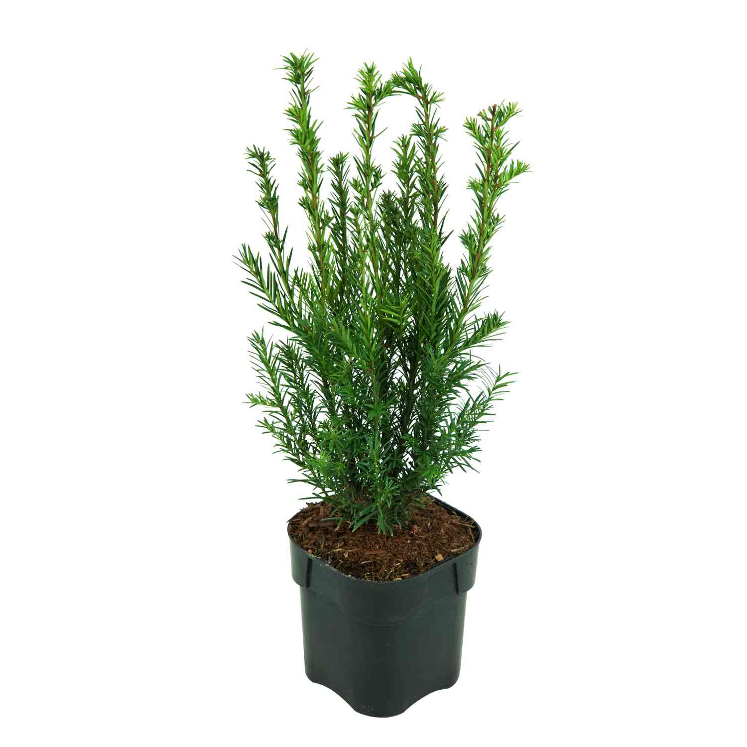 Eibe 'Groenland'