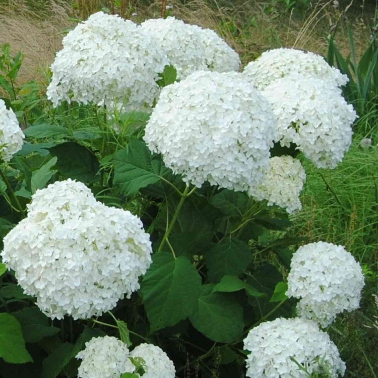 Ballhortensie 'Annabelle' Ballhortensie 'Annabelle'