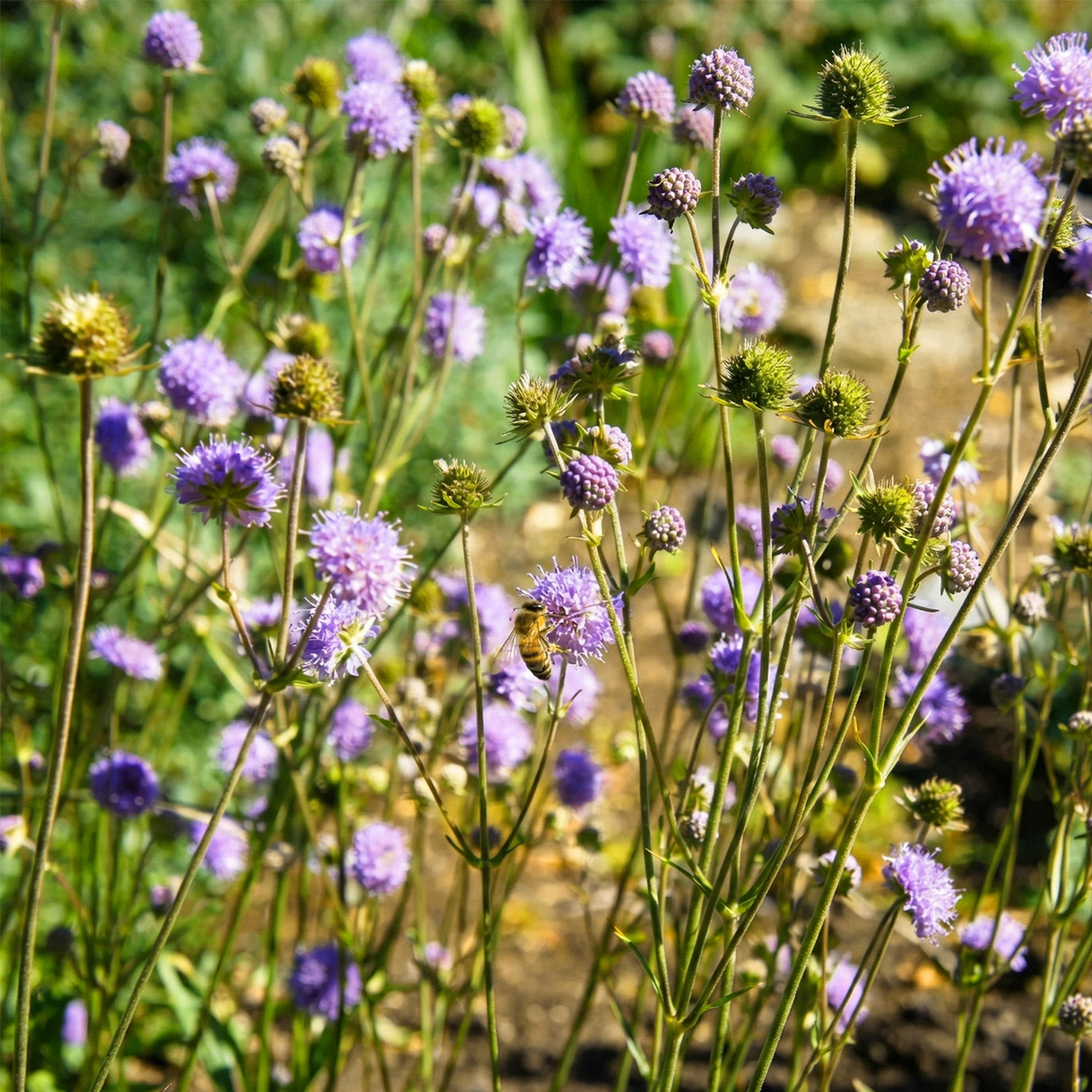 Kategorie <b>Stauden </b> - Acker-Witwenblume / Wiesen-Witwenblume / Wiesen-Skabiose Lieferform: Im 9 cm Topf - Knautia arvensis