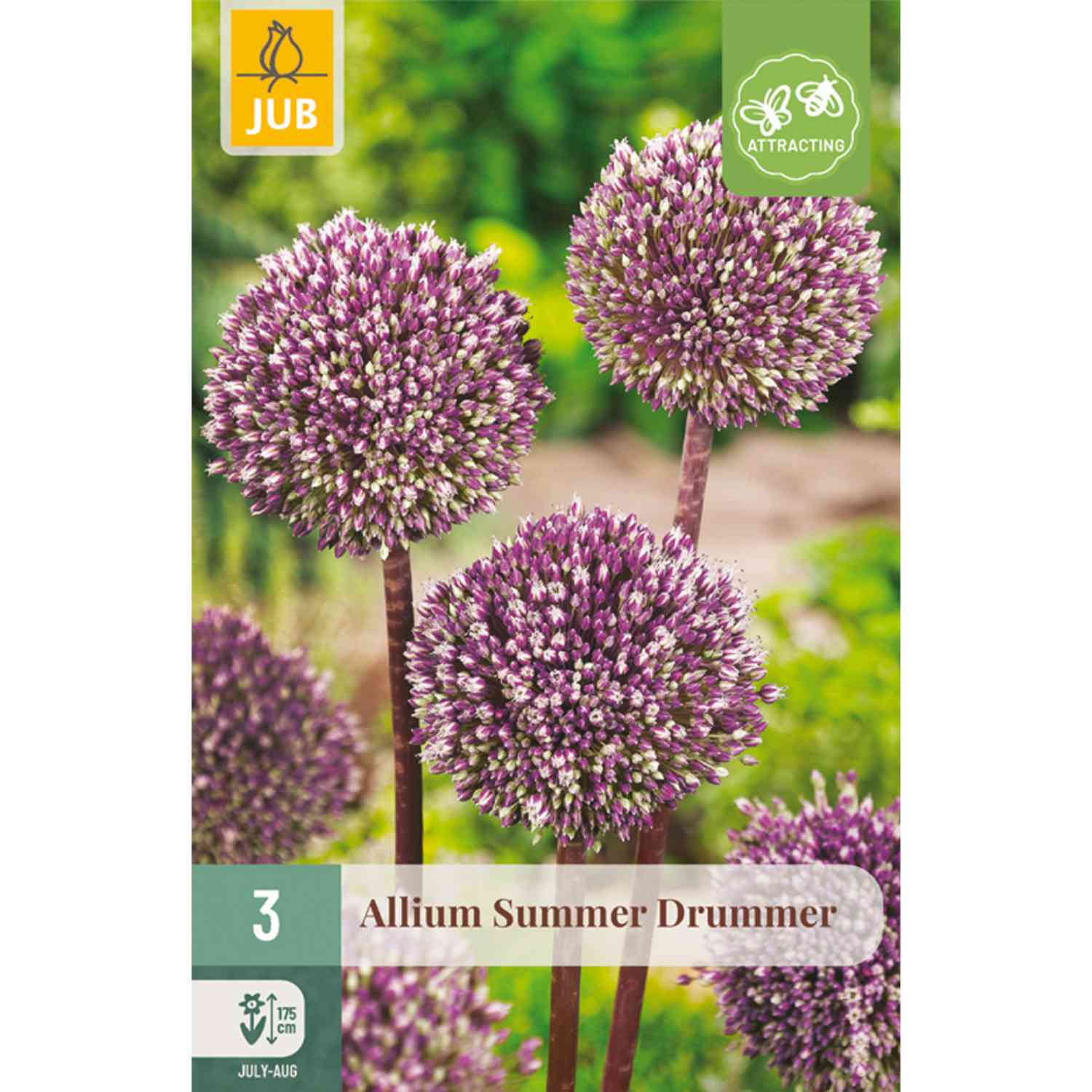 Allium 'Summer Drummer' - 2 Stück