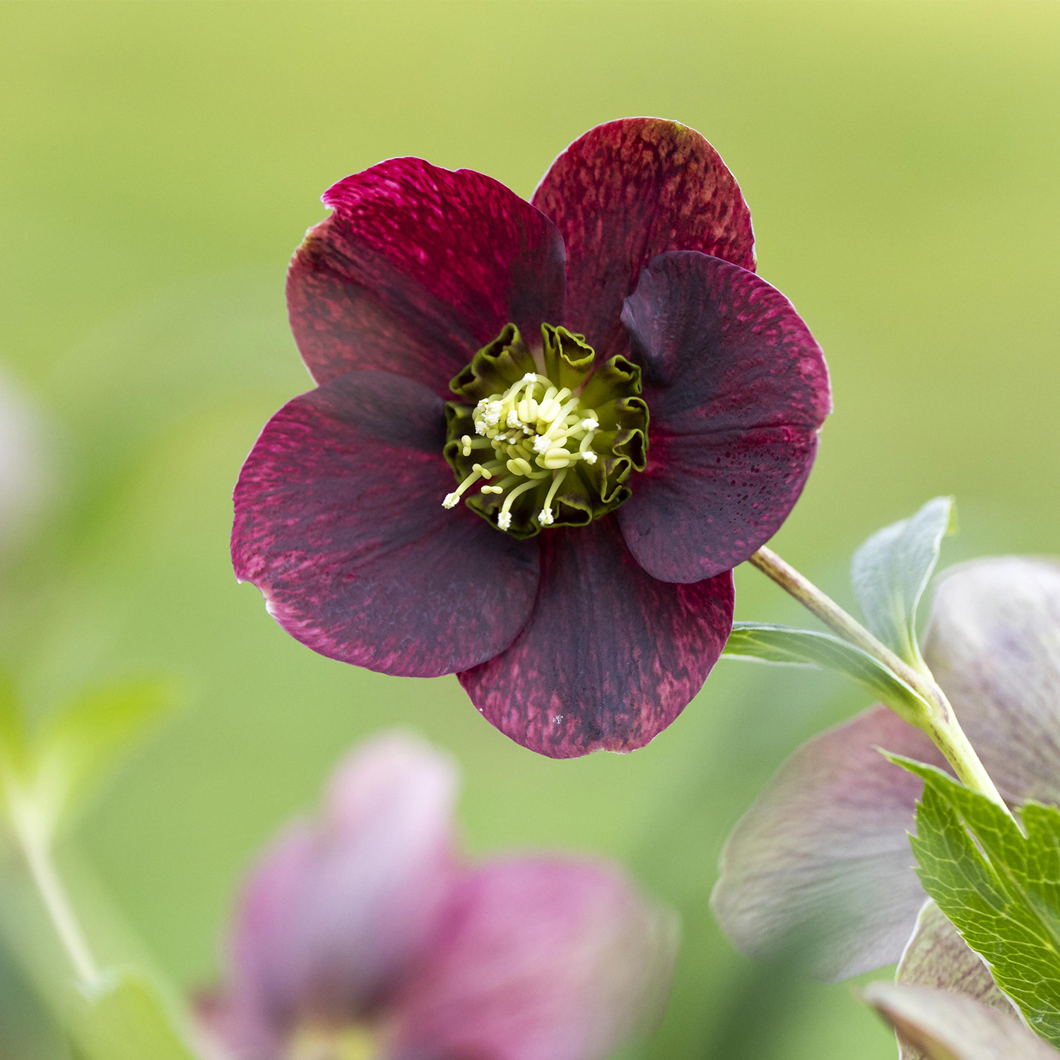 Rote Christrose/ Lenzrose 'Red Lady' Lieferform: Im 9 cm Topf