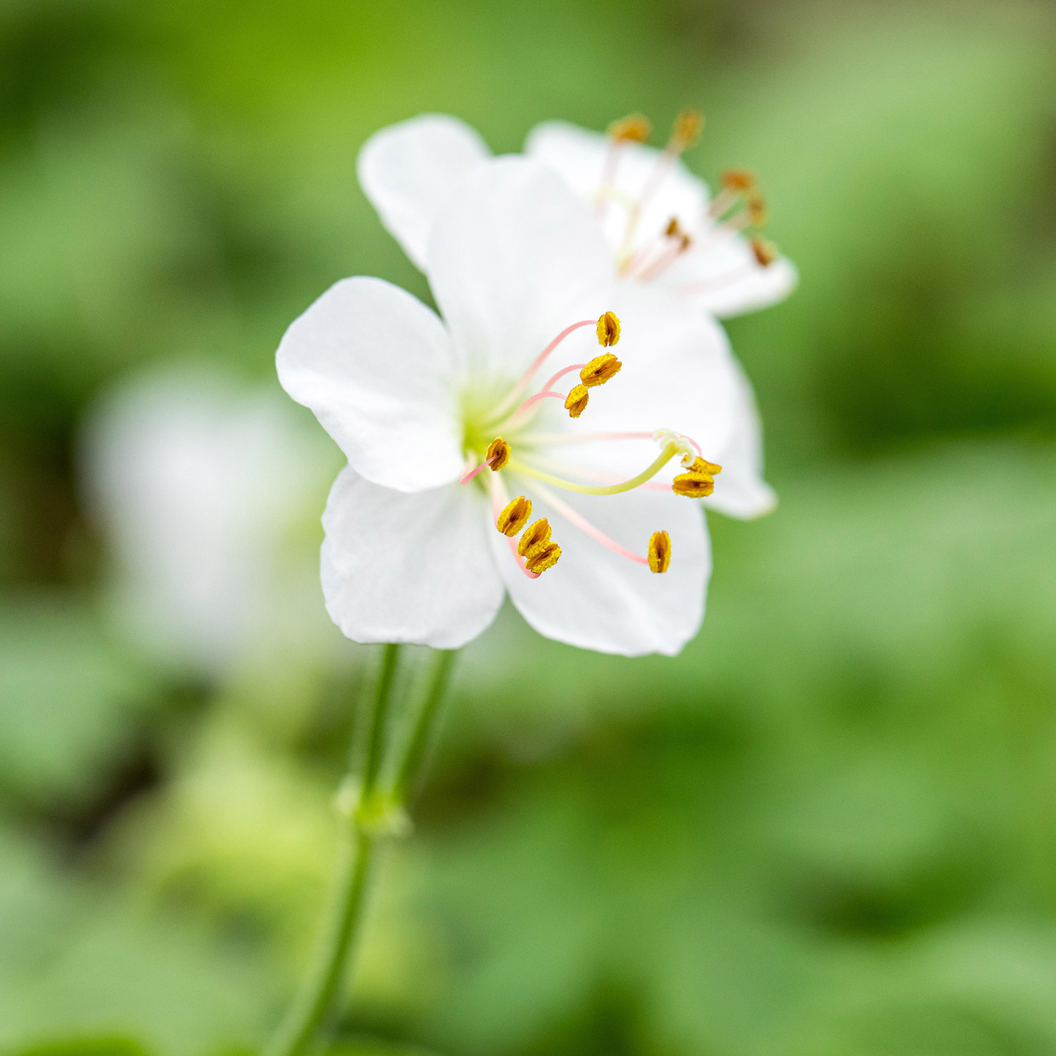 Cambridge Storchschnabel 'Biokovo' Lieferform: Im 9 cm Topf