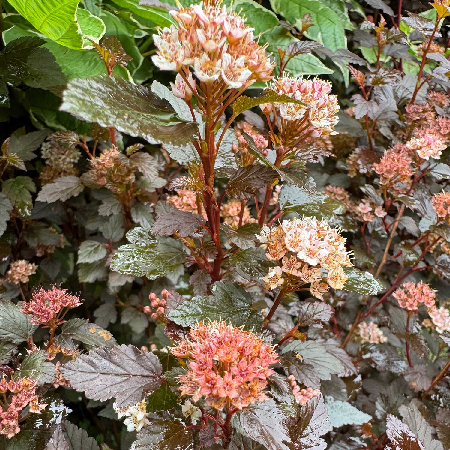 Fasanenspiere 'Little Joker®'