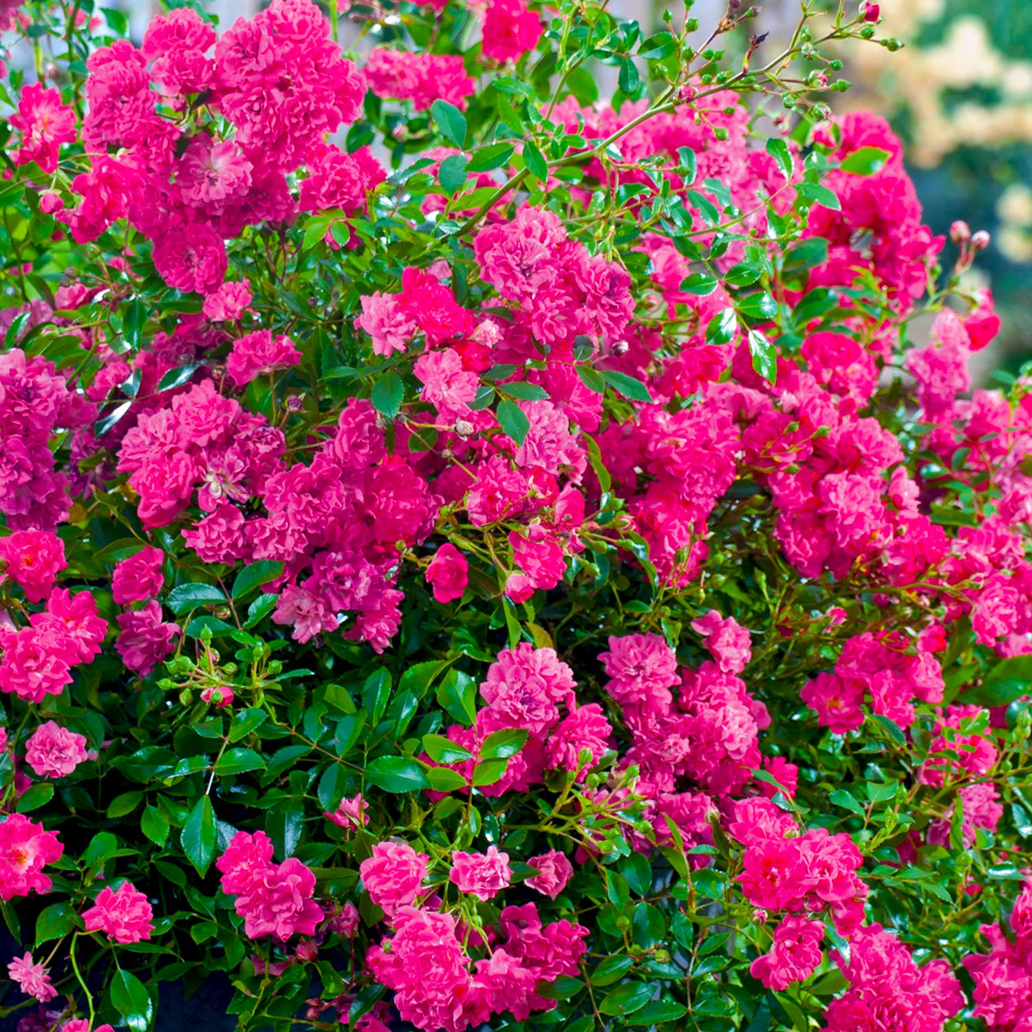 Bodendeckerrose 'Lovely Fairy®', 3 - 5 Liter, 3 starke Triebe, A-Qualität Liefergröße: 3 starke Triebe, A-Qualität