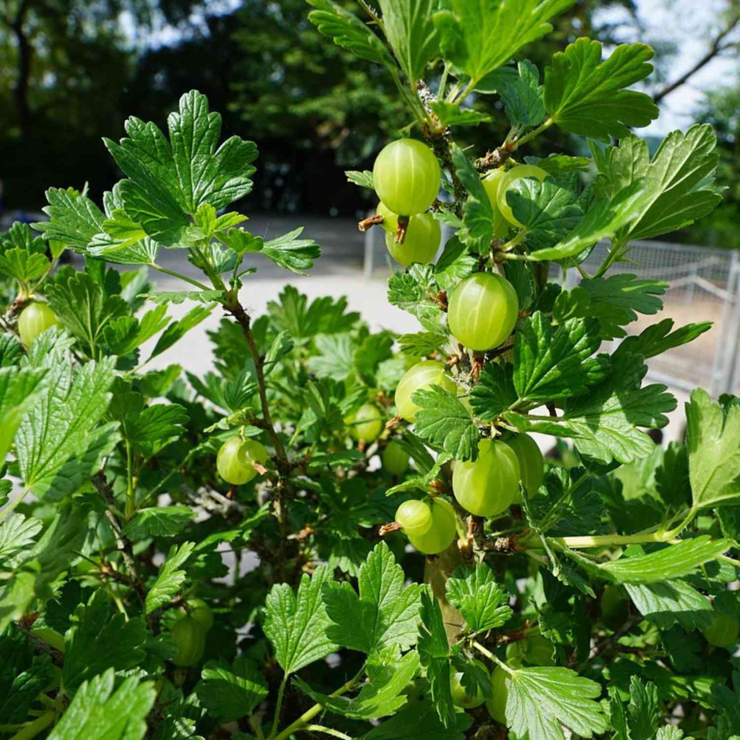 Stachelbeere 'Crispa® Greenling®'