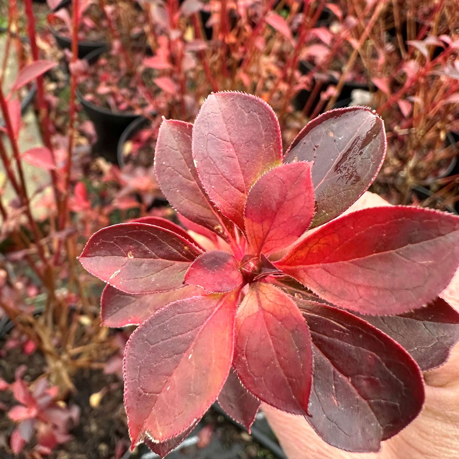 Kategorie <b>Rhododendren, Azaleen und Heide </b> - Prachtglocke 'Red Bells' Liefergröße: 40 - 60cm - Enkianthus campanulatus 'Red Bells'