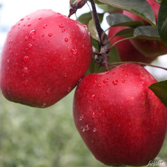 Apfel 'Redlove® Odysso®