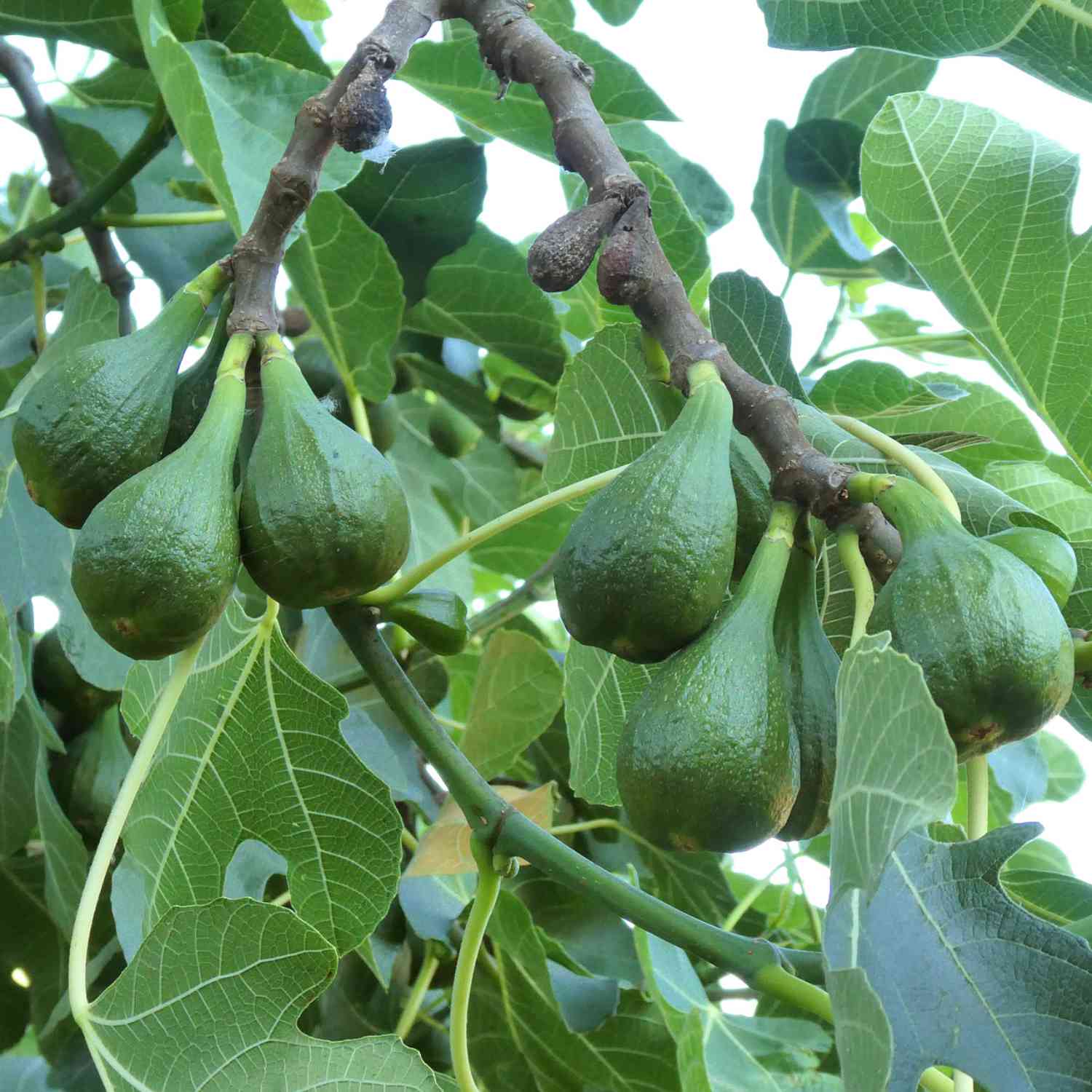 Feige 'Brown Turkey'
