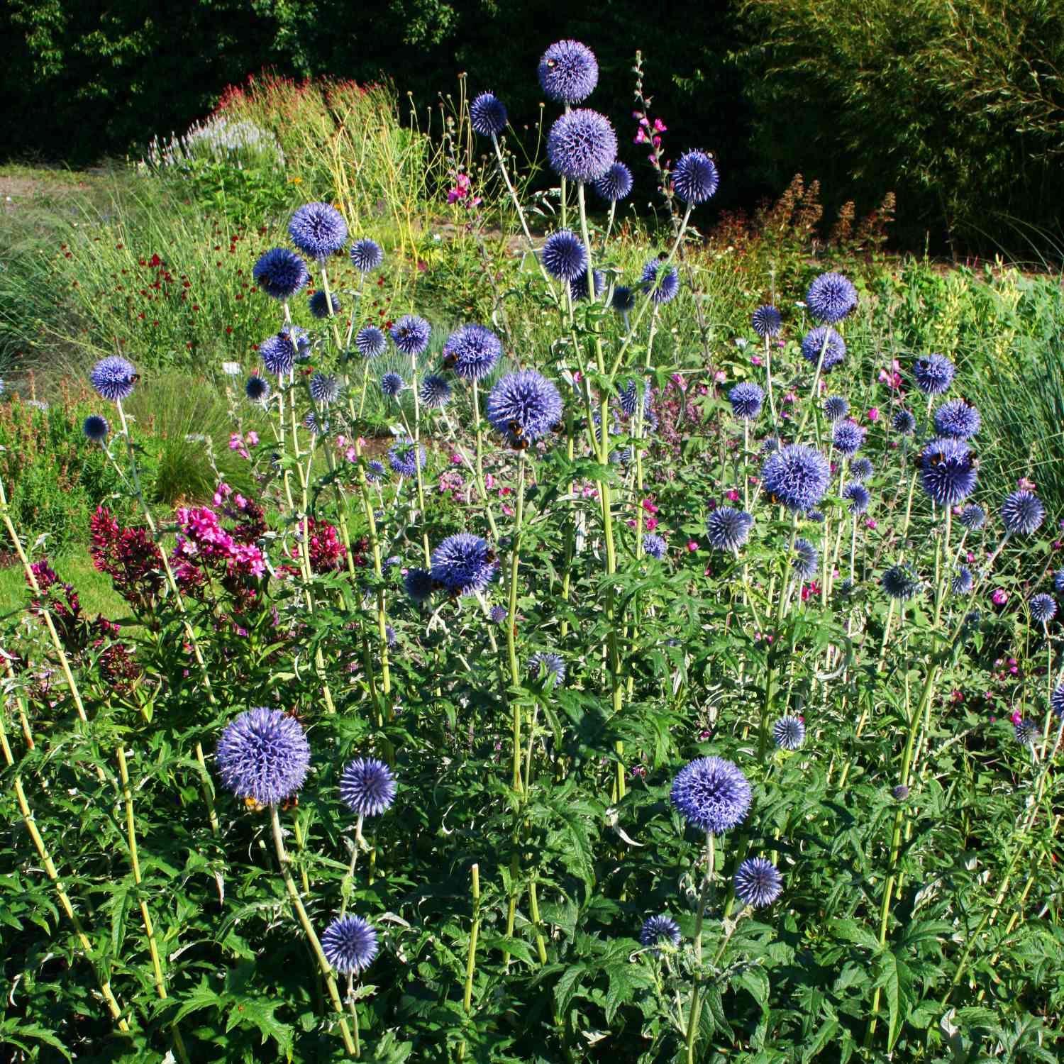 Kugeldistel