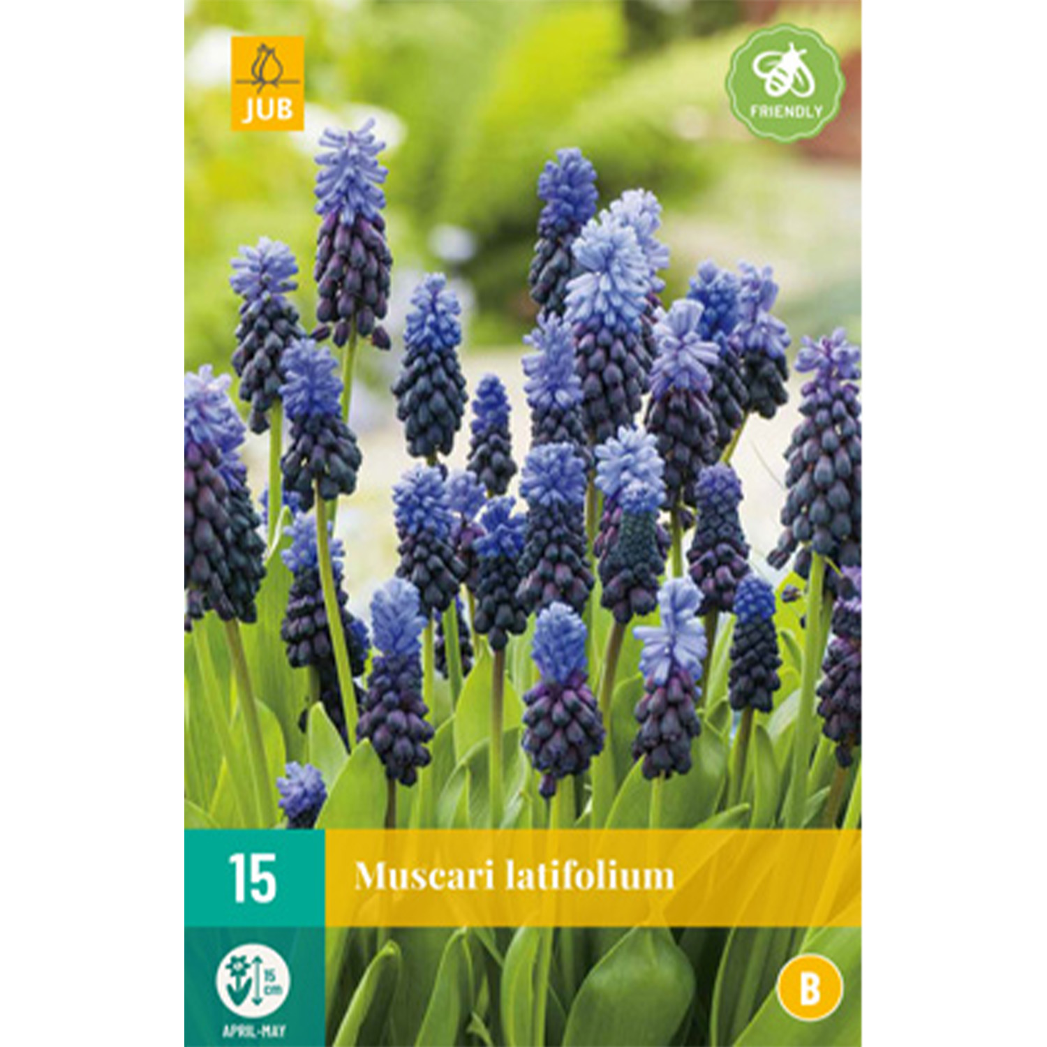 Breitblättrige Traubenhyazinthen 'Latifolium' - 15 Stück Liefergröße: Zwiebelgröße 6/+ cm