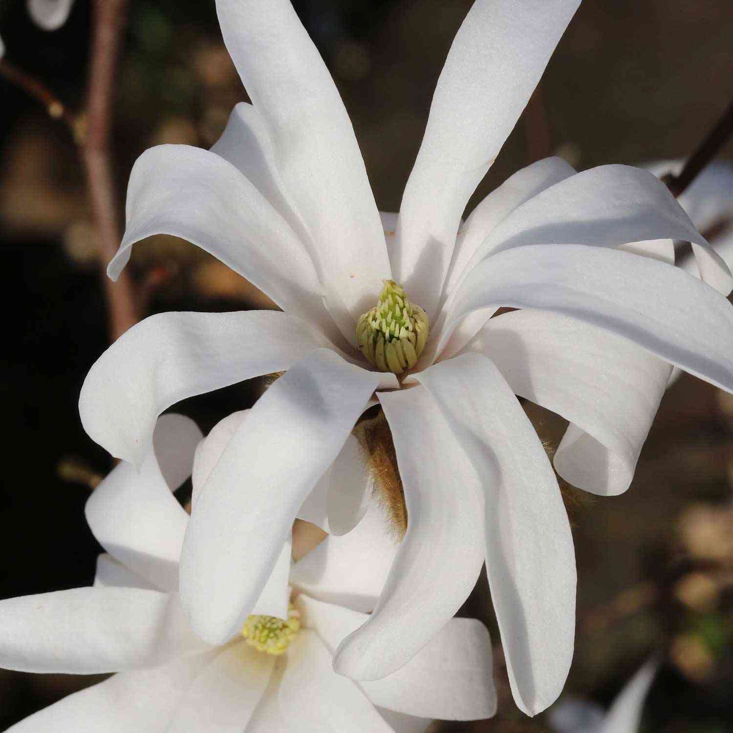 Sternmagnolie 'Frühlingsbote' Sternmagnolie 'Frühlingsbote'