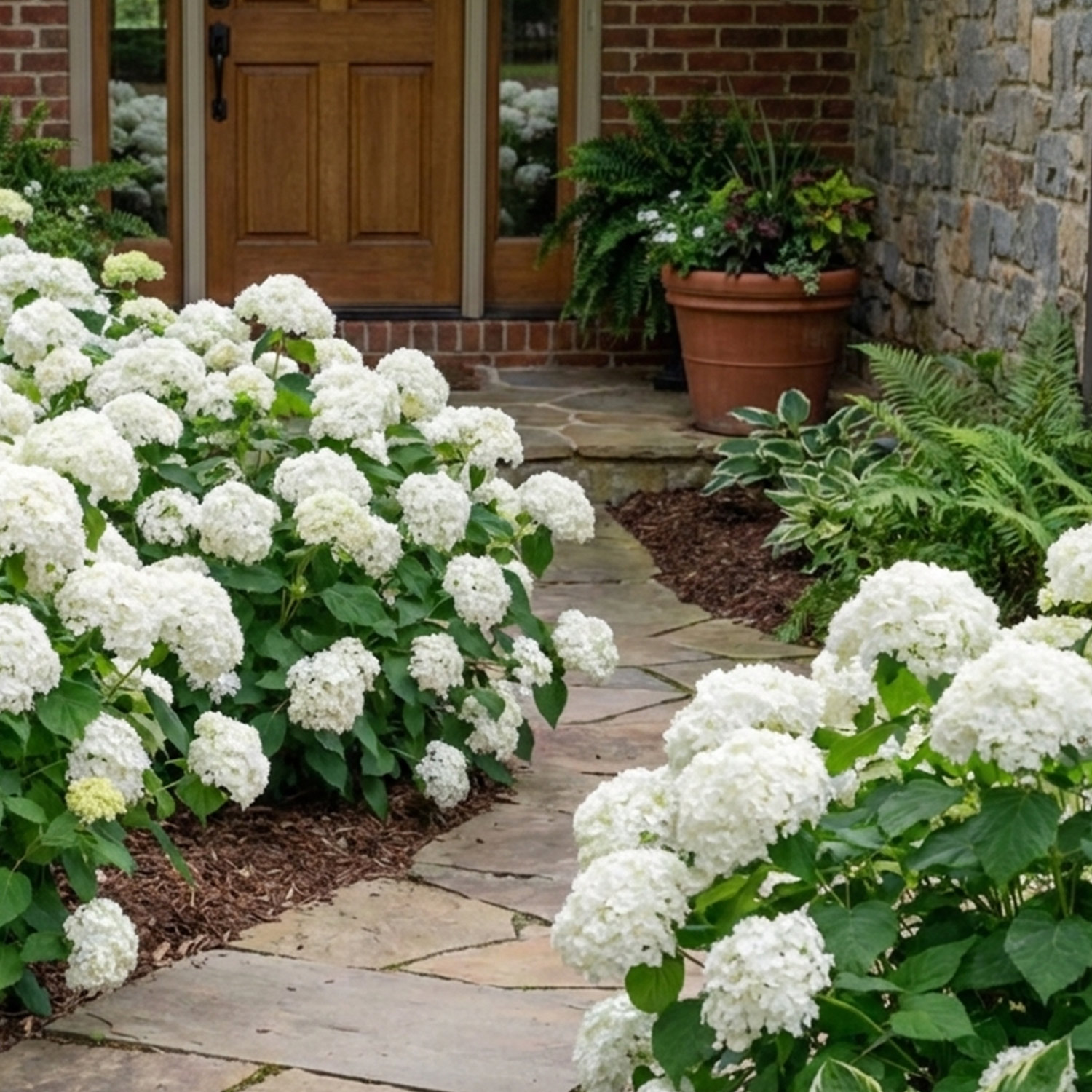 Kategorie <b>Blütensträucher und Ziergehölze </b> - Hortensie 'Endless Summer® Dreamcloud®' Liefergröße: 30 - 40 cm - Hydrangea macrophylla 'Endless Summer® Dreamcloud®'