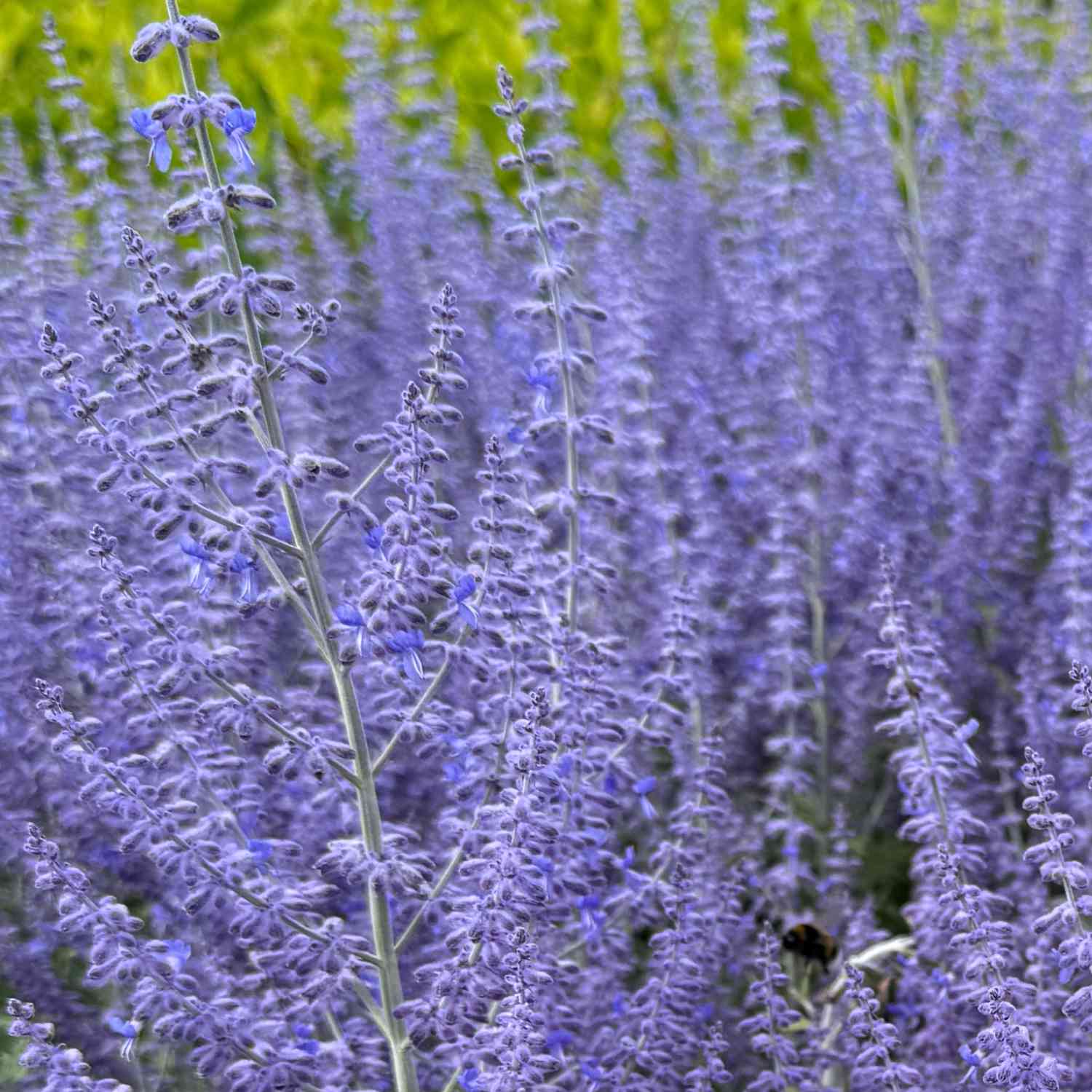 Blauraute 'Lacey Blue®'