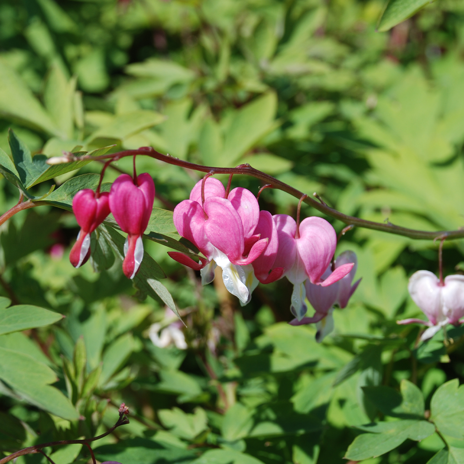 Kategorie <b>Stauden </b> - Tränendes Herz (rosa) 3 Liter Container Lieferform: Im 3 Liter Topf - Dicentra spectabilis
