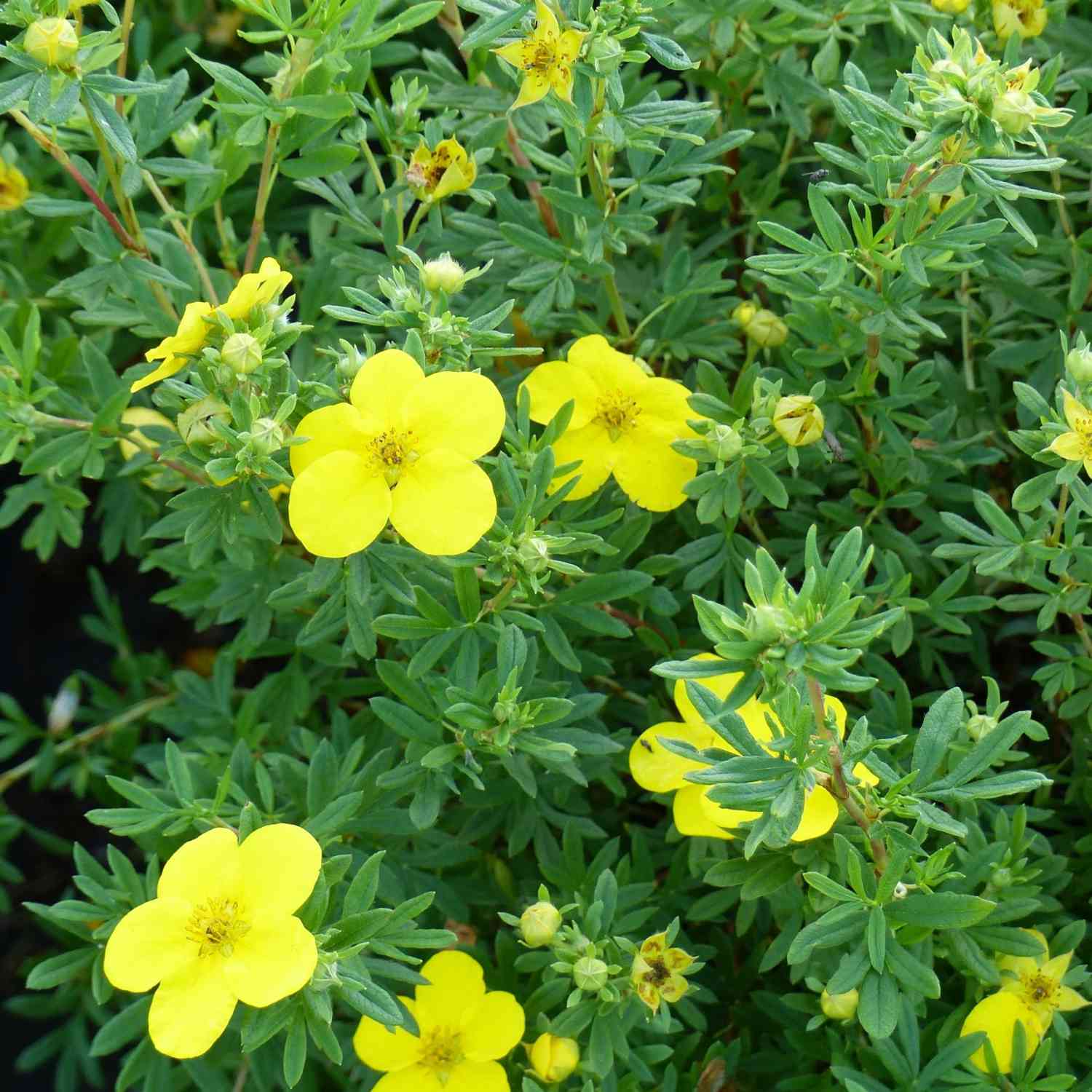 Fingerstrauch 'Goldfinger' Fingerstrauch 'Goldfinger'