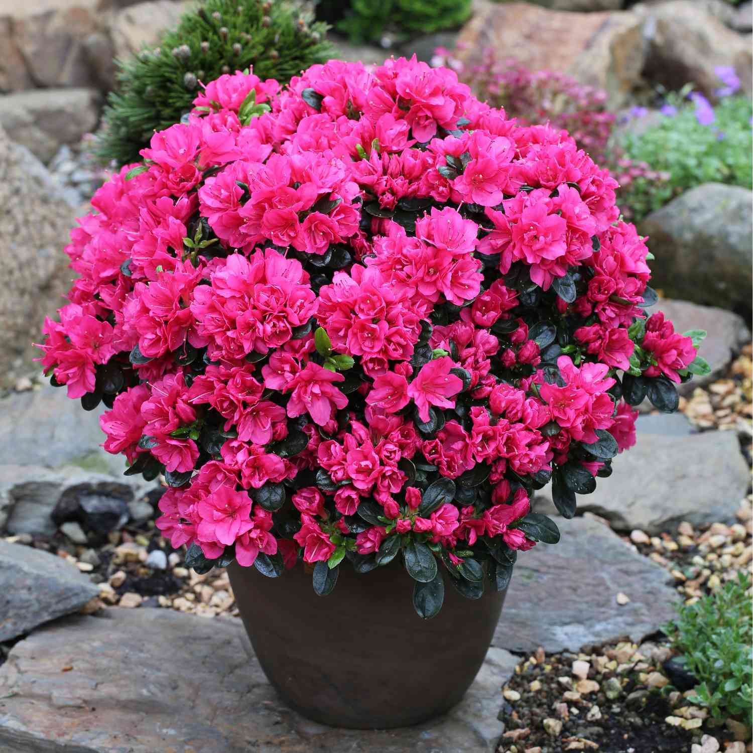 Japanische Azalee 'Canzonetta'