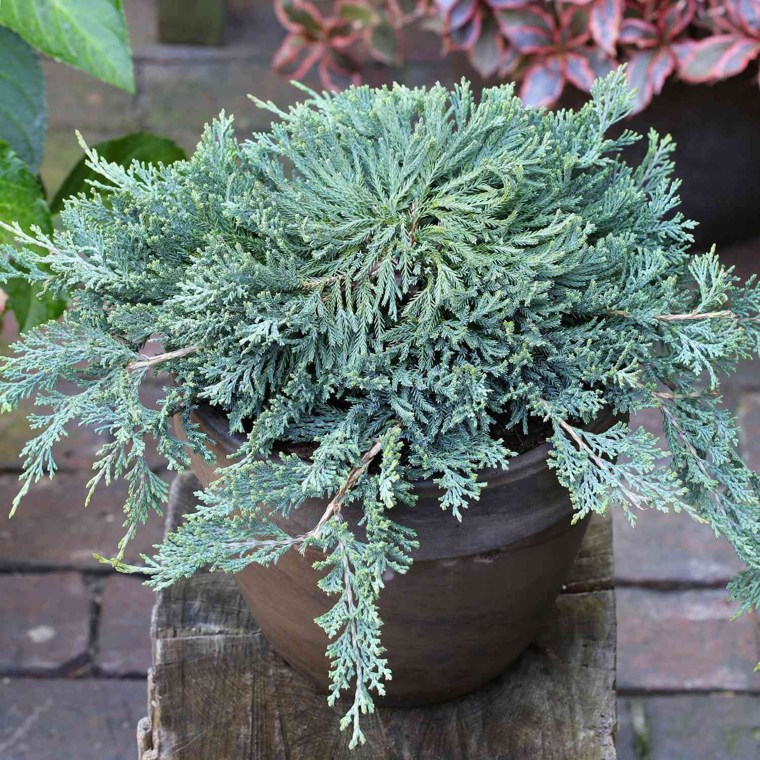 Blauer Teppichwacholder 'Glauca'