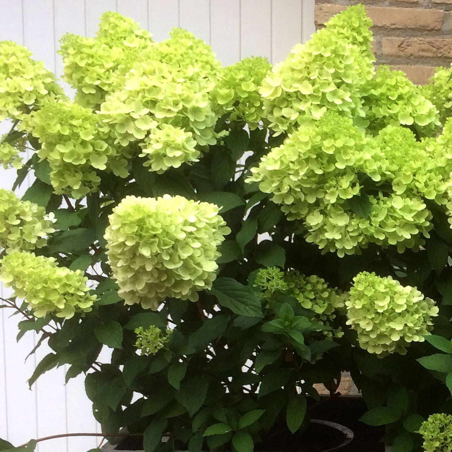 Zwerg-Rispenhortensie 'Mojito®', 5 Liter, 60 - 80 cm Liefergröße: 60 - 80 cm
