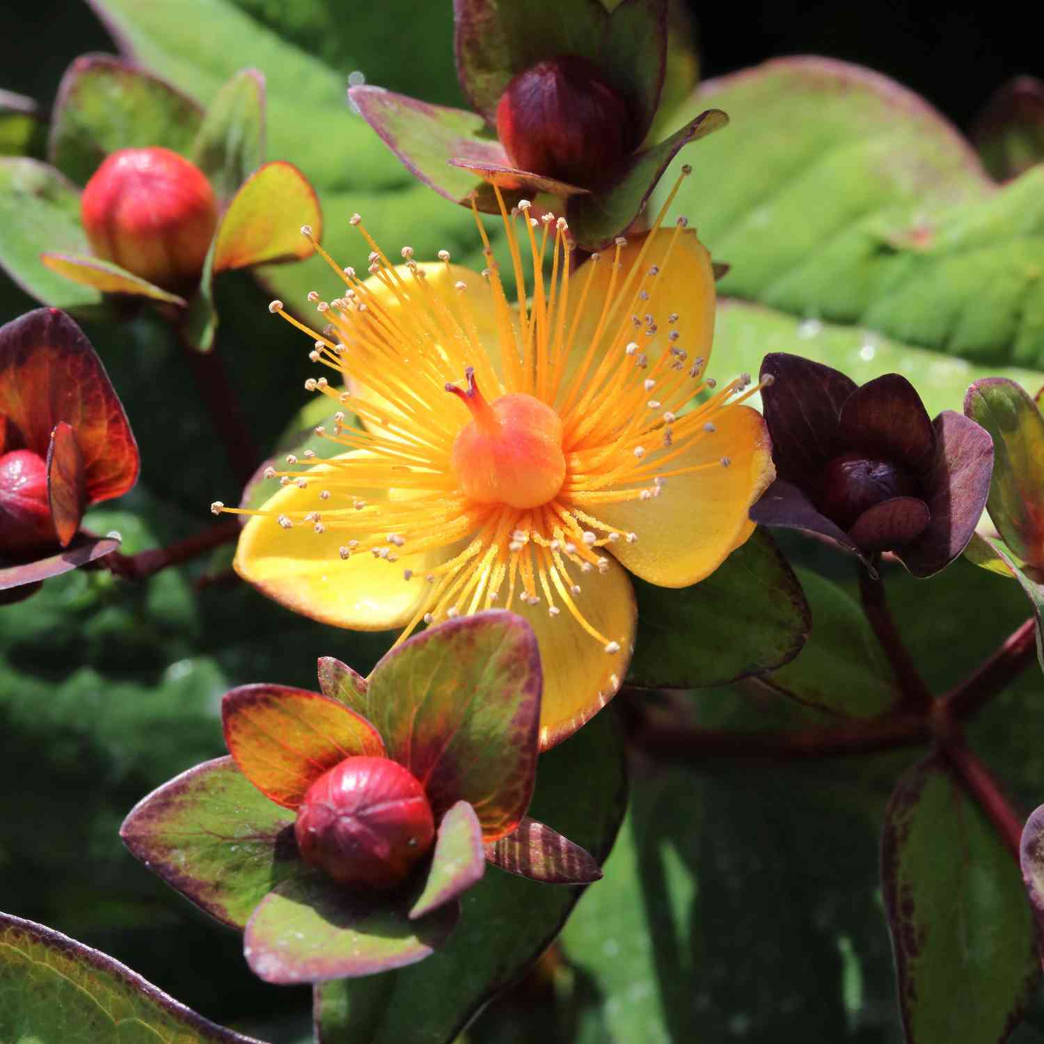 Kategorie <b>Blütensträucher und Ziergehölze </b> - Johanniskraut 'Magical Beauty®' Liefergröße: ca. 30 - 40 cm - Hypericum inodorum 'MagicalBeauty®'