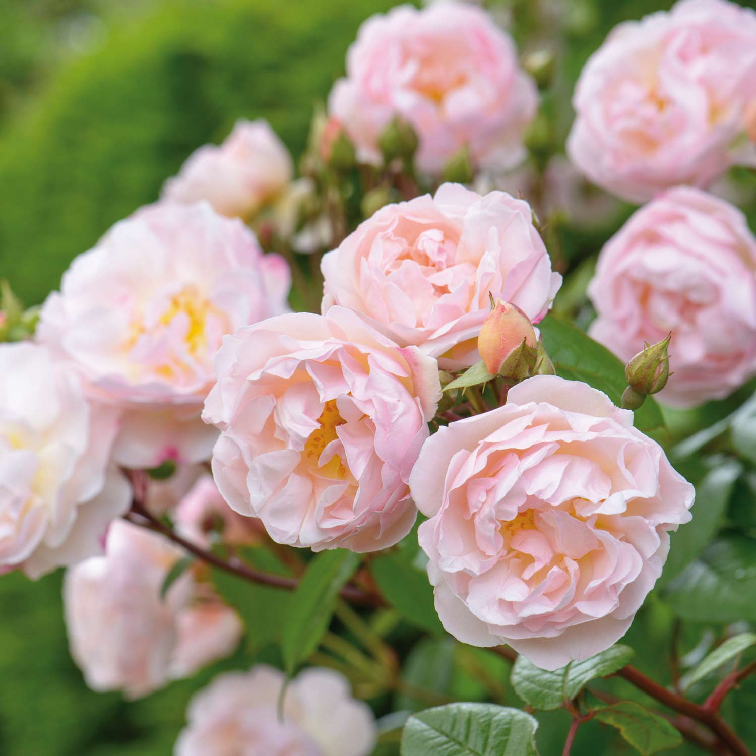 David Austin-Rose Öfterblühende Ramblerrose 'The Lady of the Lake®', 5 Liter, A-Qualität, 3 starke Triebe Liefergröße: drei starke Triebe