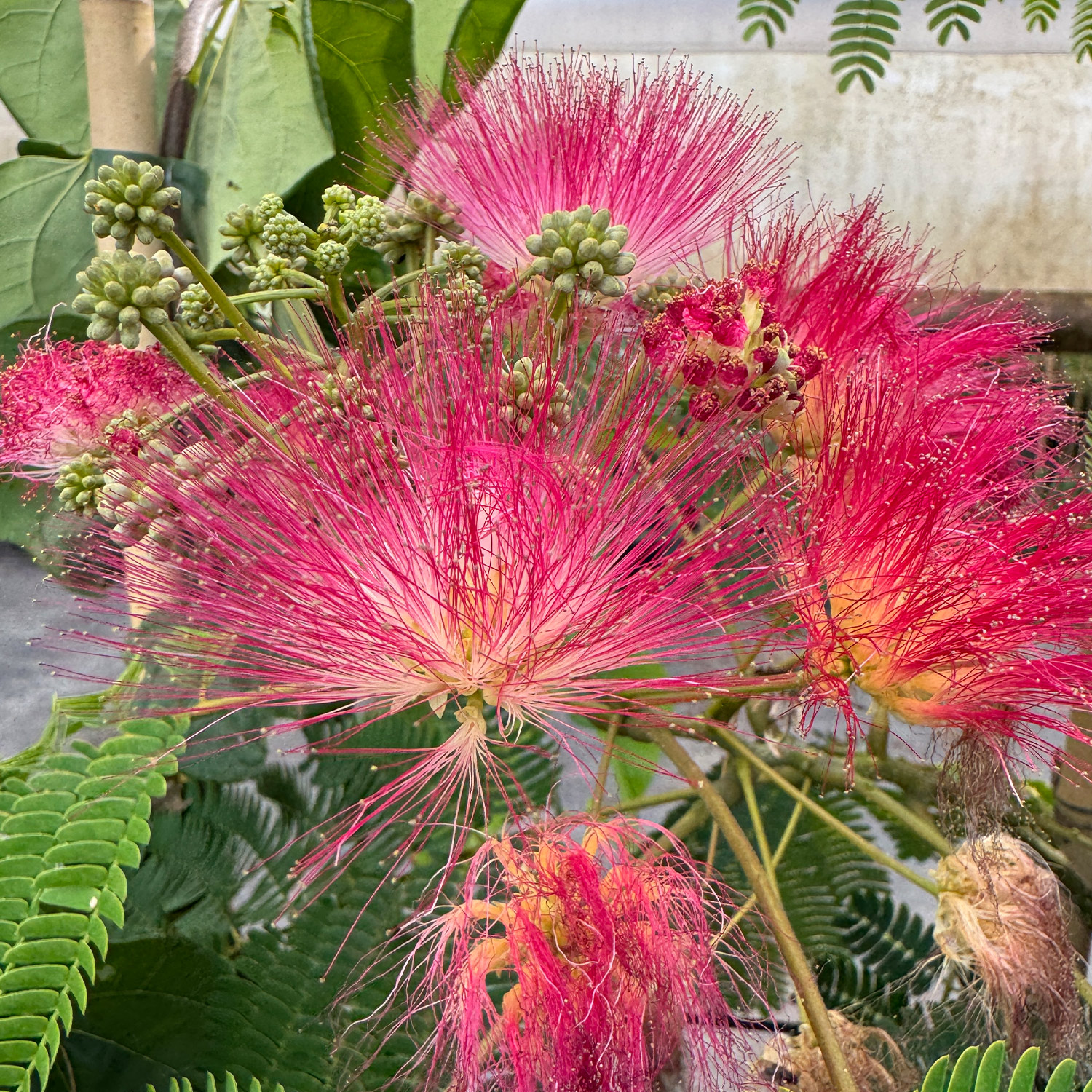 Seidenbaum 'Ombrella'