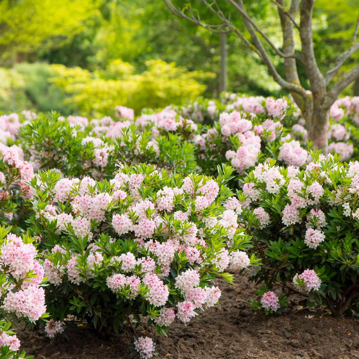 Rhododendron Nugget by 'Bloombux®' - der blühende Buchsbaumersatz 1,3 Liter Container, 10 - 15 cm Liefergröße: 10 - 15 cm
