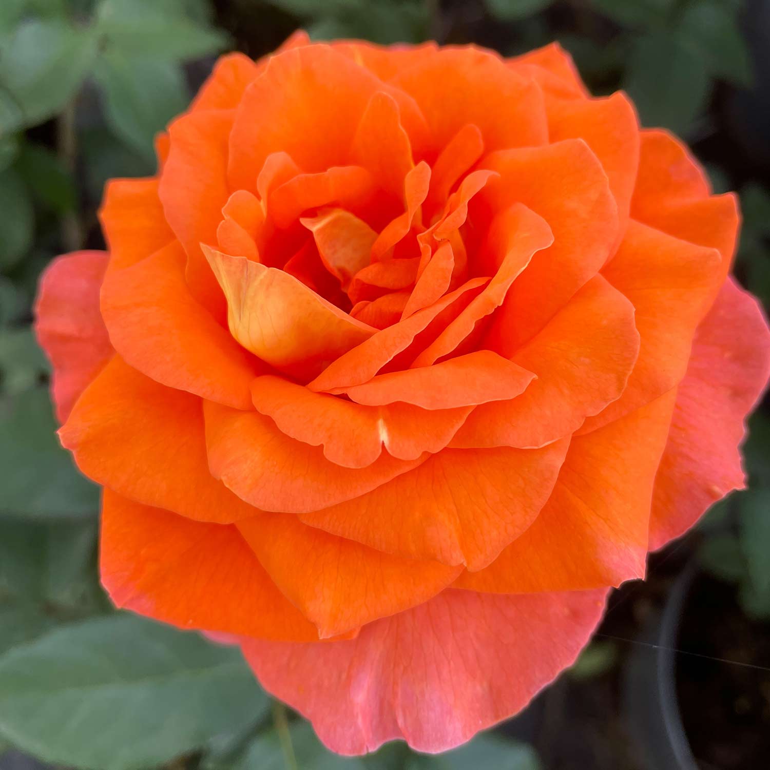 Edelrose 'Tea Time®' Wurzelnackte Pflanze Liefergröße: mind. 3 starke Triebe