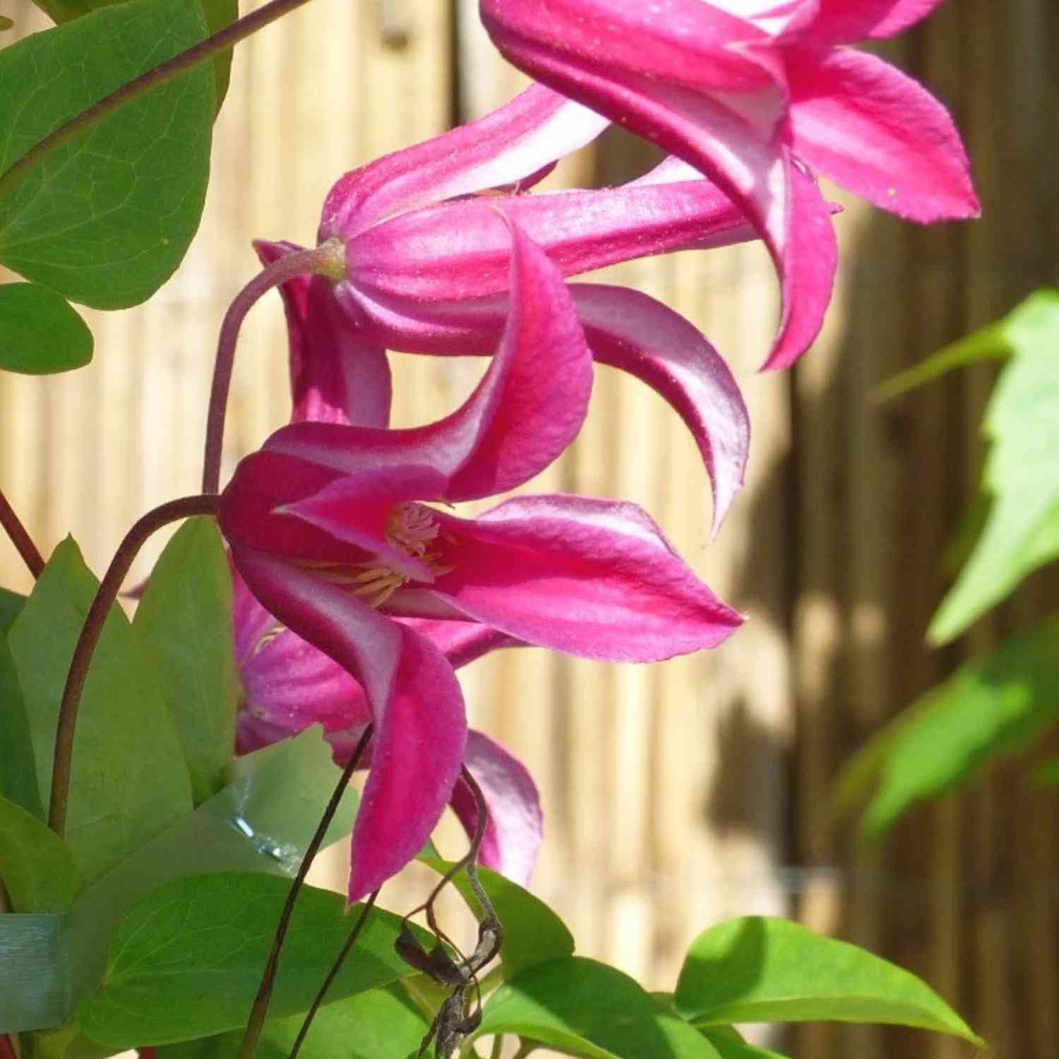 Clematis 'Princess Diana'
