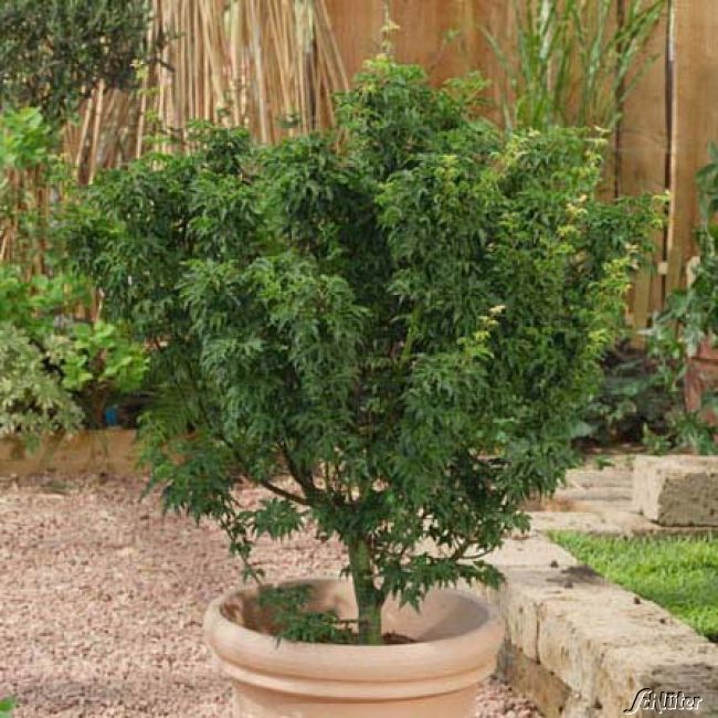 Kategorie <b>Rhododendren, Azaleen und Heide </b> - Grüner Bonsai-Ahorn 'Mikawa Yatsubusa' Liefergröße: 40 - 60 cm - Acer palmatum Mikawa Yatsubusa