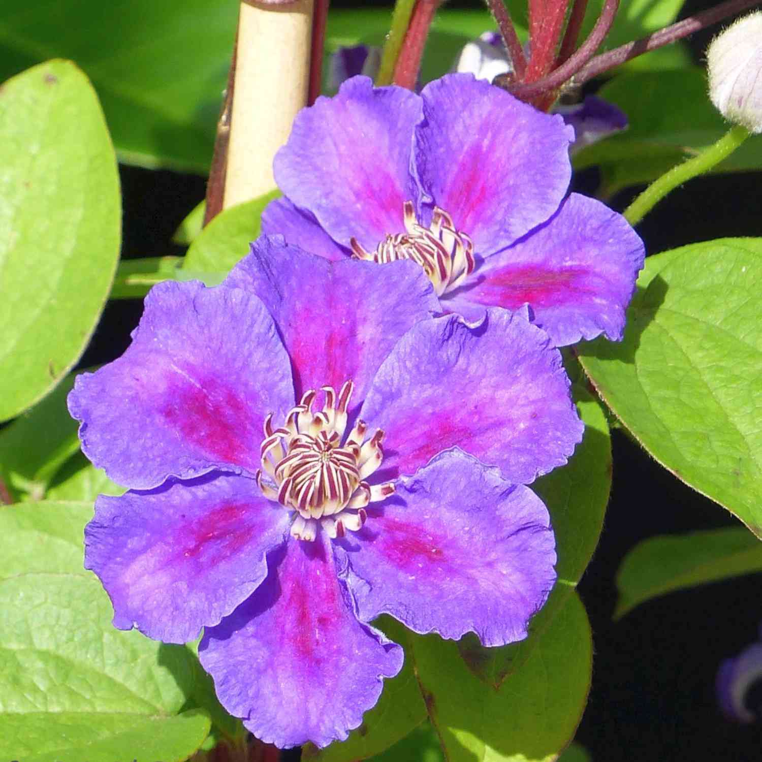 Clematis 'Ashva' Clematis 'Ashva'