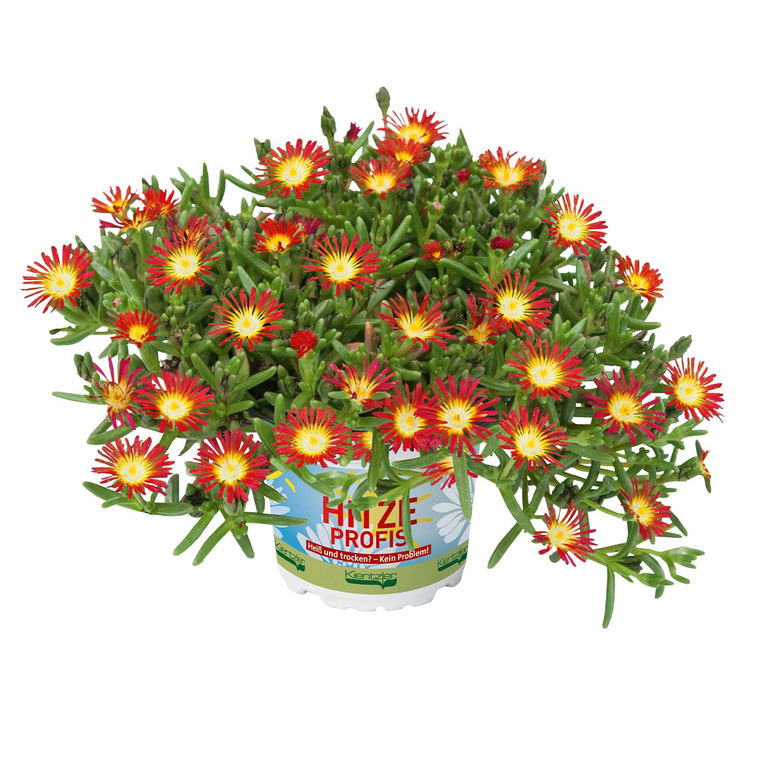 Kategorie <b>Stauden </b> - Mittagsblume 'SunDiamonds Red' - 3 Stück Liefergröße: , 3 Stück - Delosperma 'SunDiamonds Red'