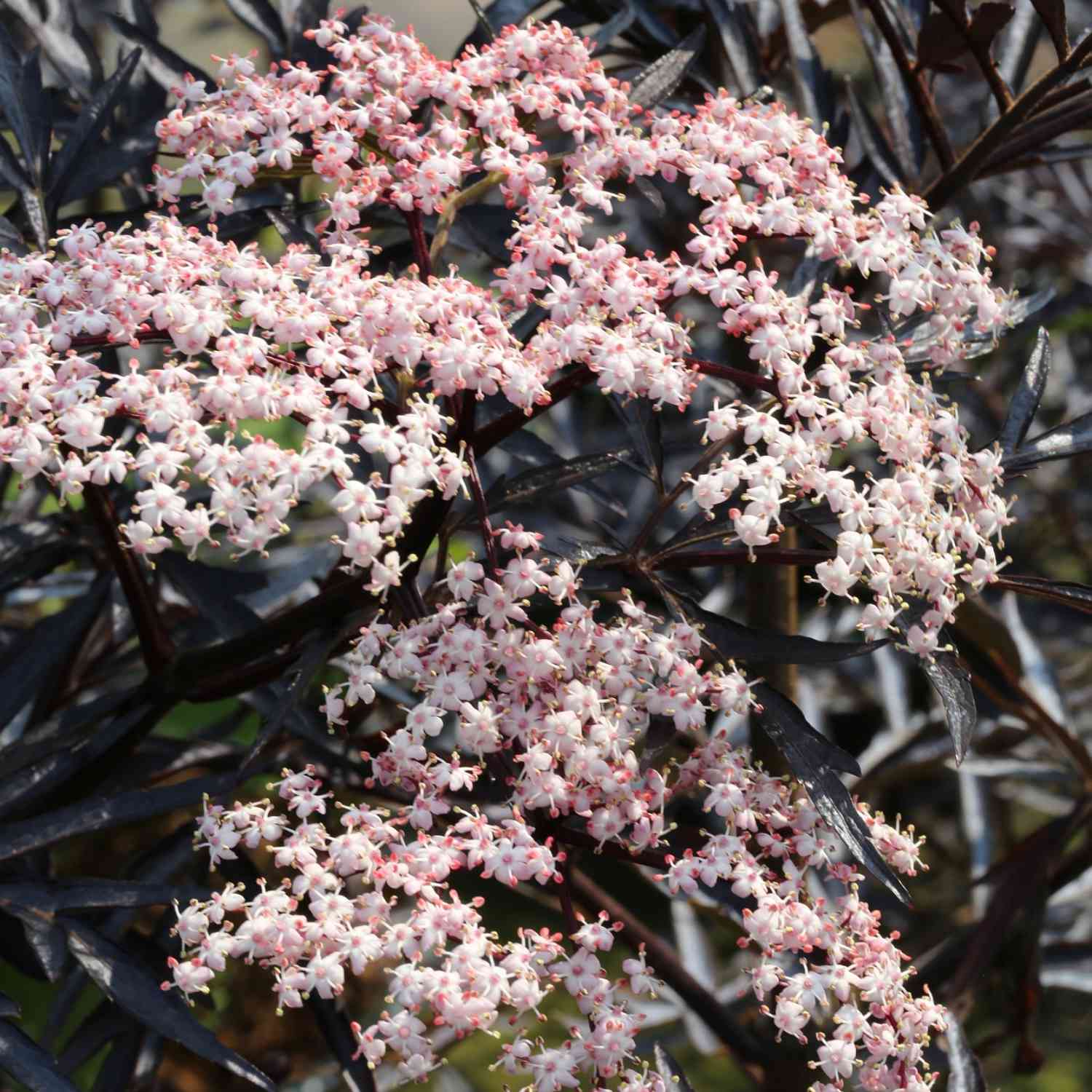 Fliederbeere 'Black Lace®' Fliederbeere 'Black Lace®'