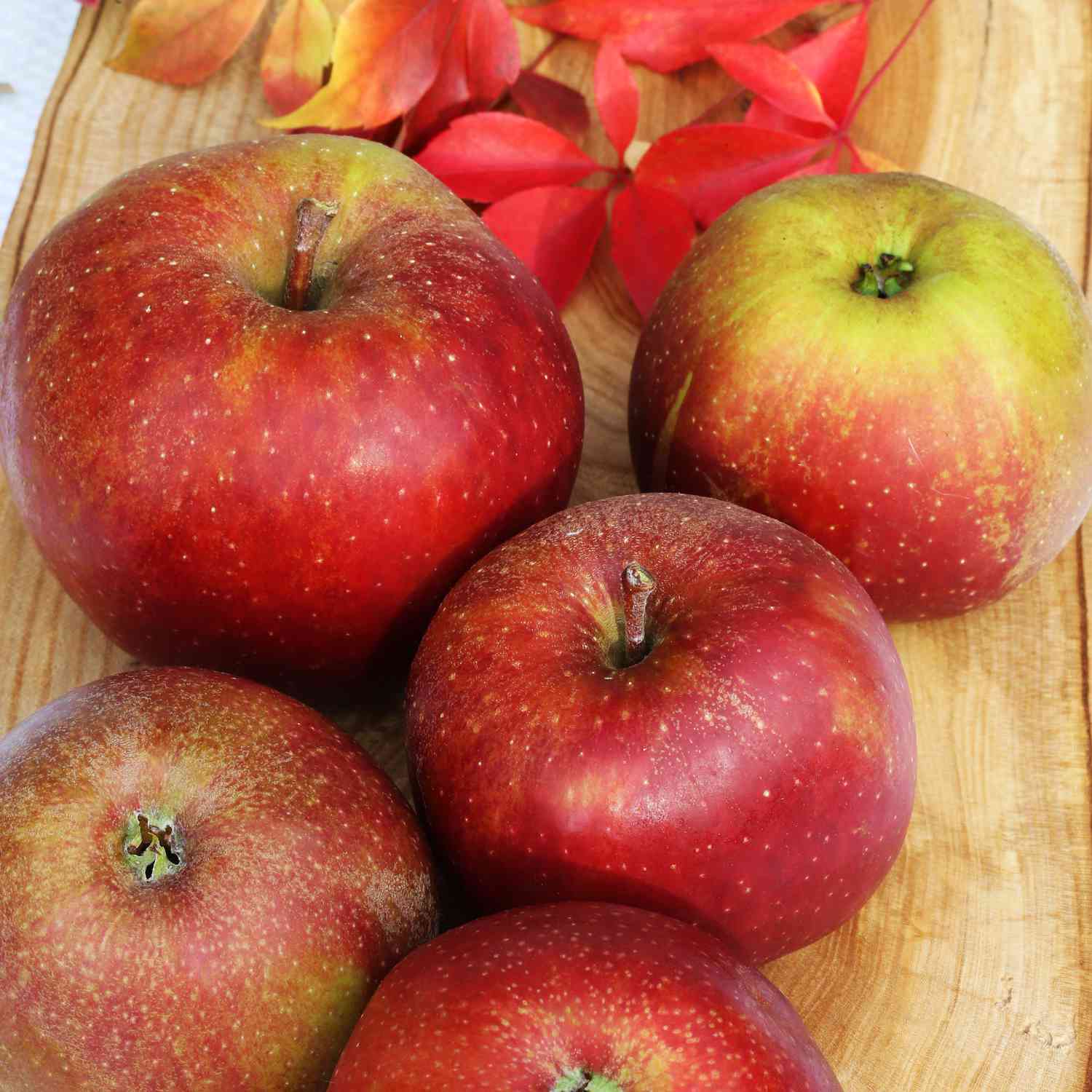 Zwerg-Apfel 'Roter Boskoop'