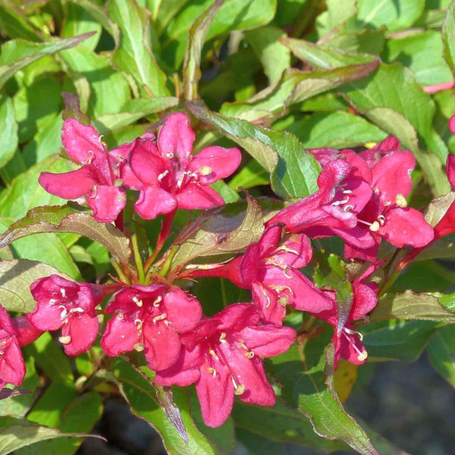 Weigelie 'Red Prince'