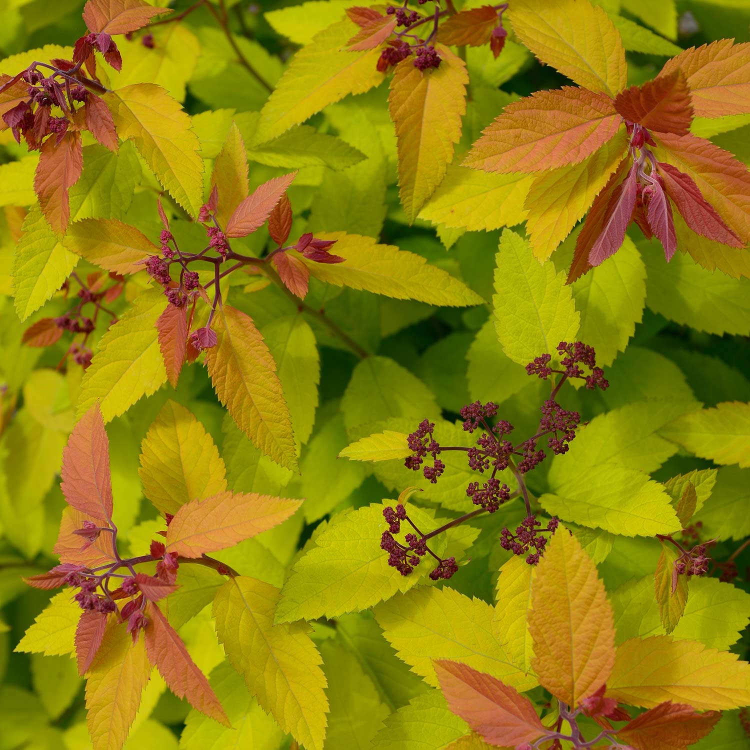 Kategorie <b>Blütensträucher und Ziergehölze </b> - Spiere 'Double Play® Big Bang' Proven Winner Liefergröße: 20 - 30 cm - Spiraea japonica 'Double Play® Big Bang'