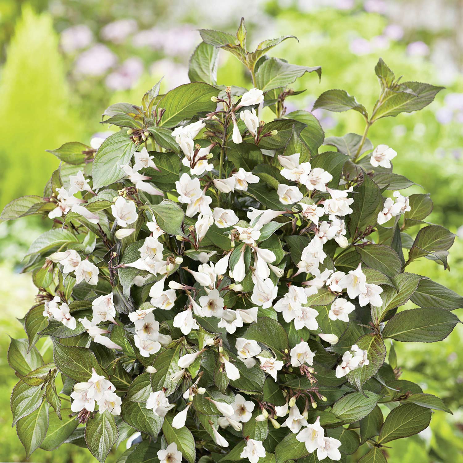 Zwerg-Weigelie 'Black & White®' Zwerg-Weigelie 'Black & White®'