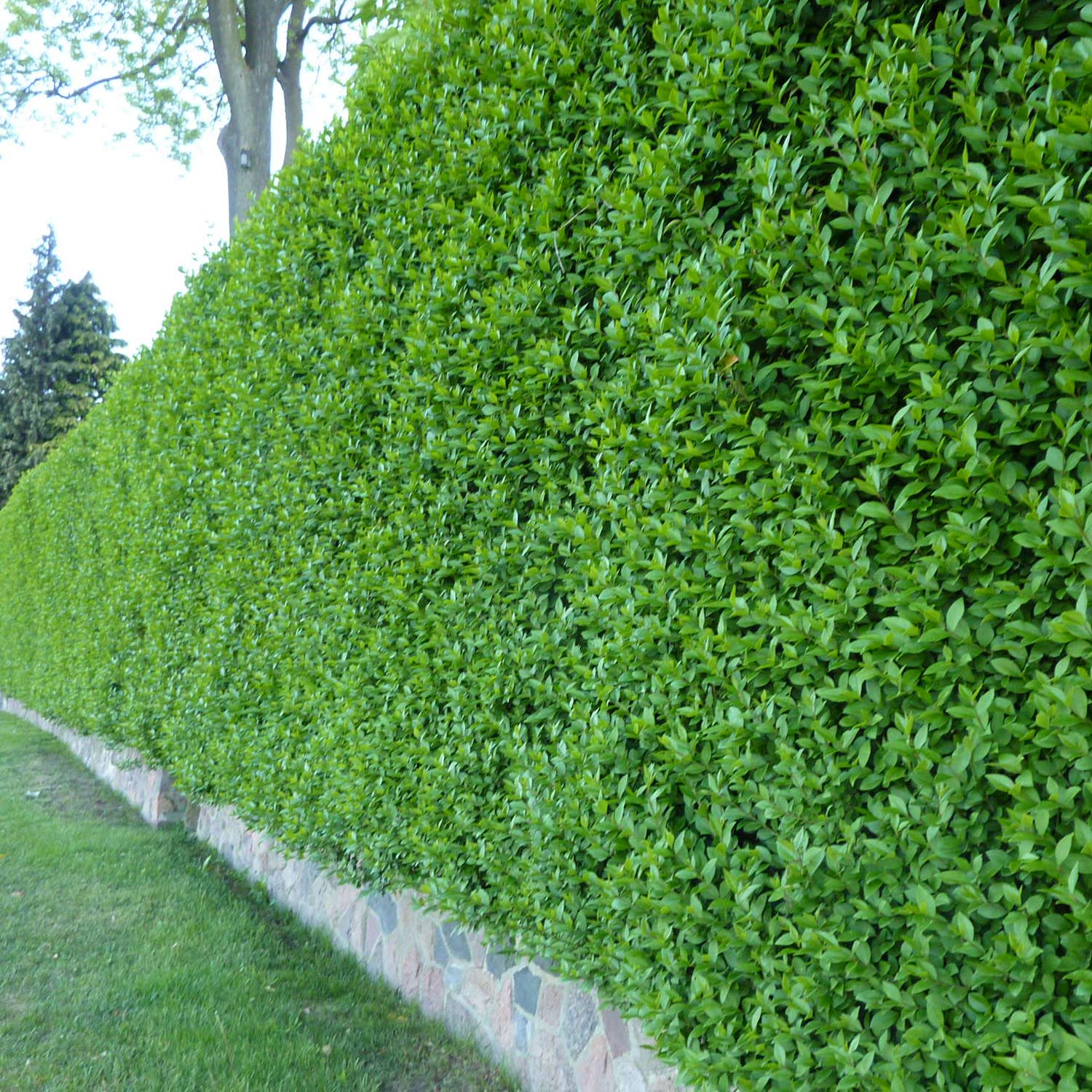 Wintergrüner Liguster 'Atrovirens' C3 100-120 cm Liefergröße: 100 -120 cm