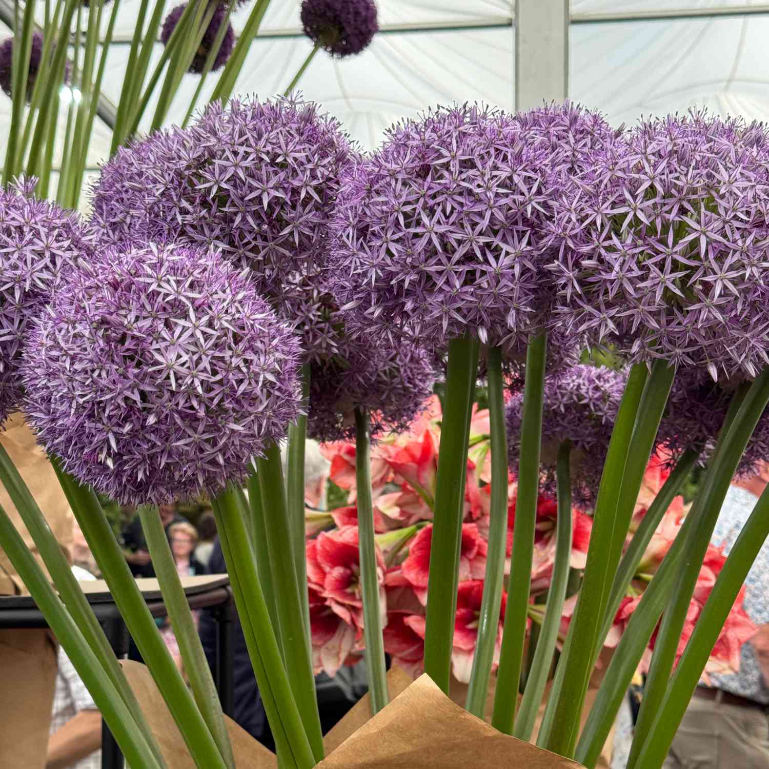 Allium 'Globemaster' - 1 Stück Allium 'Globemaster' - 1 Stück
