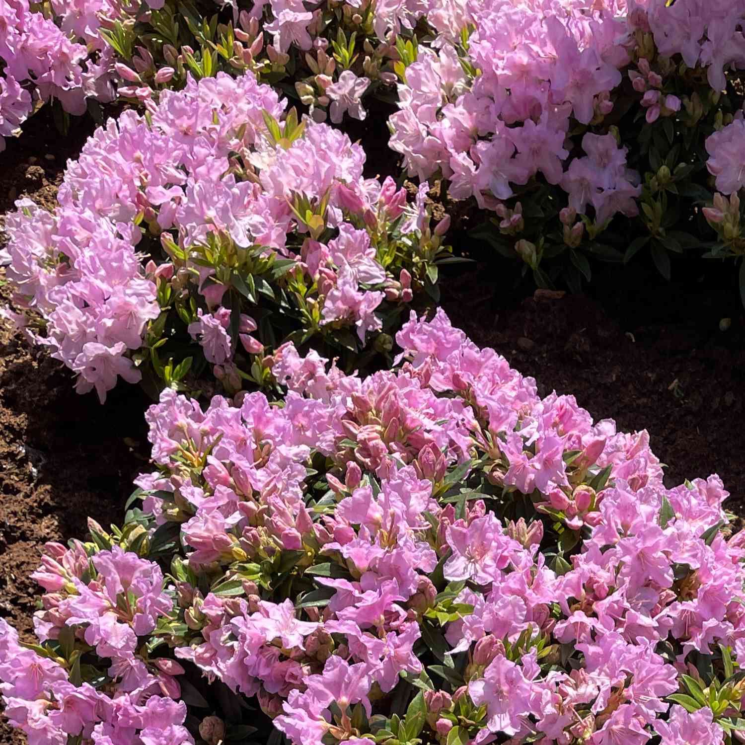 Chinesischer Zwergrhododendron 'Robert Seleger'