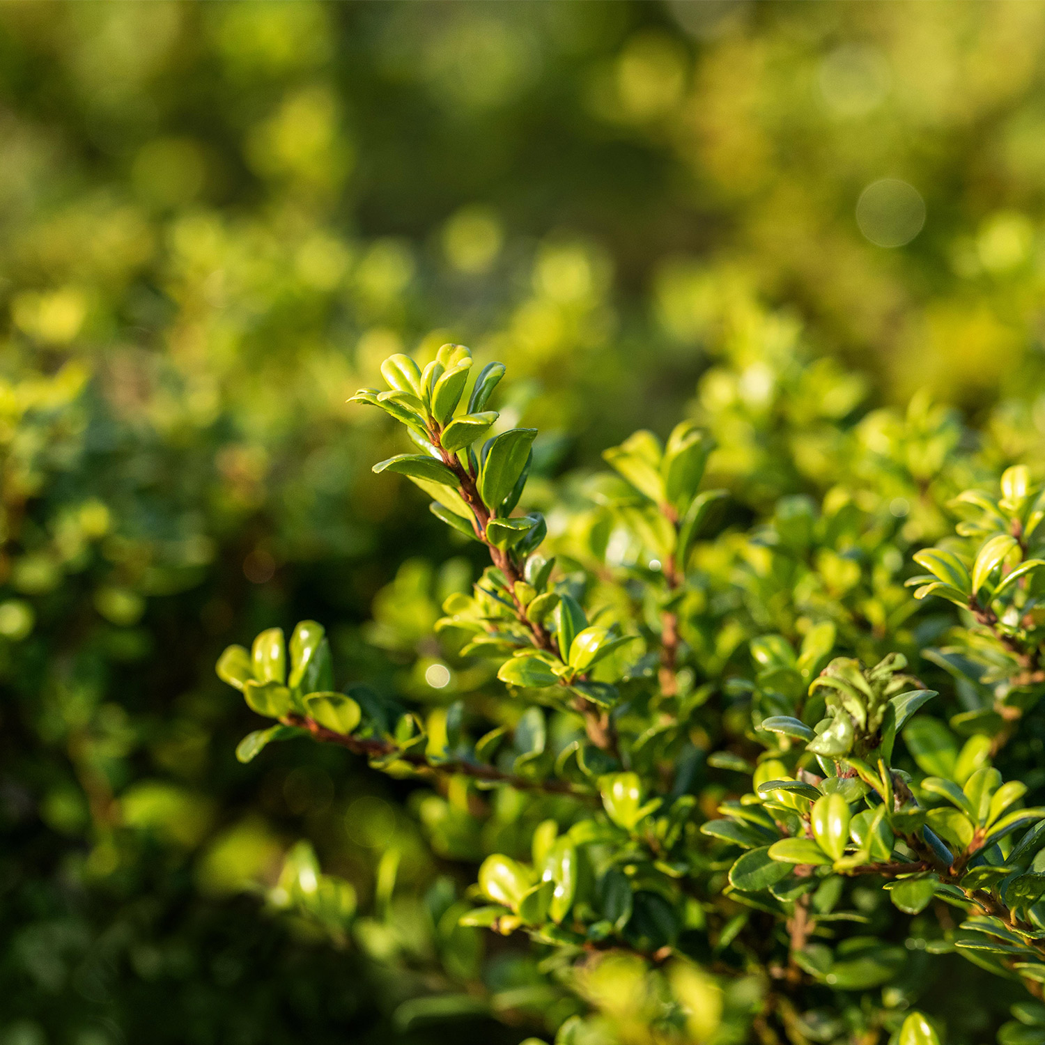 Berg-Ilex 'Glorie Gem'