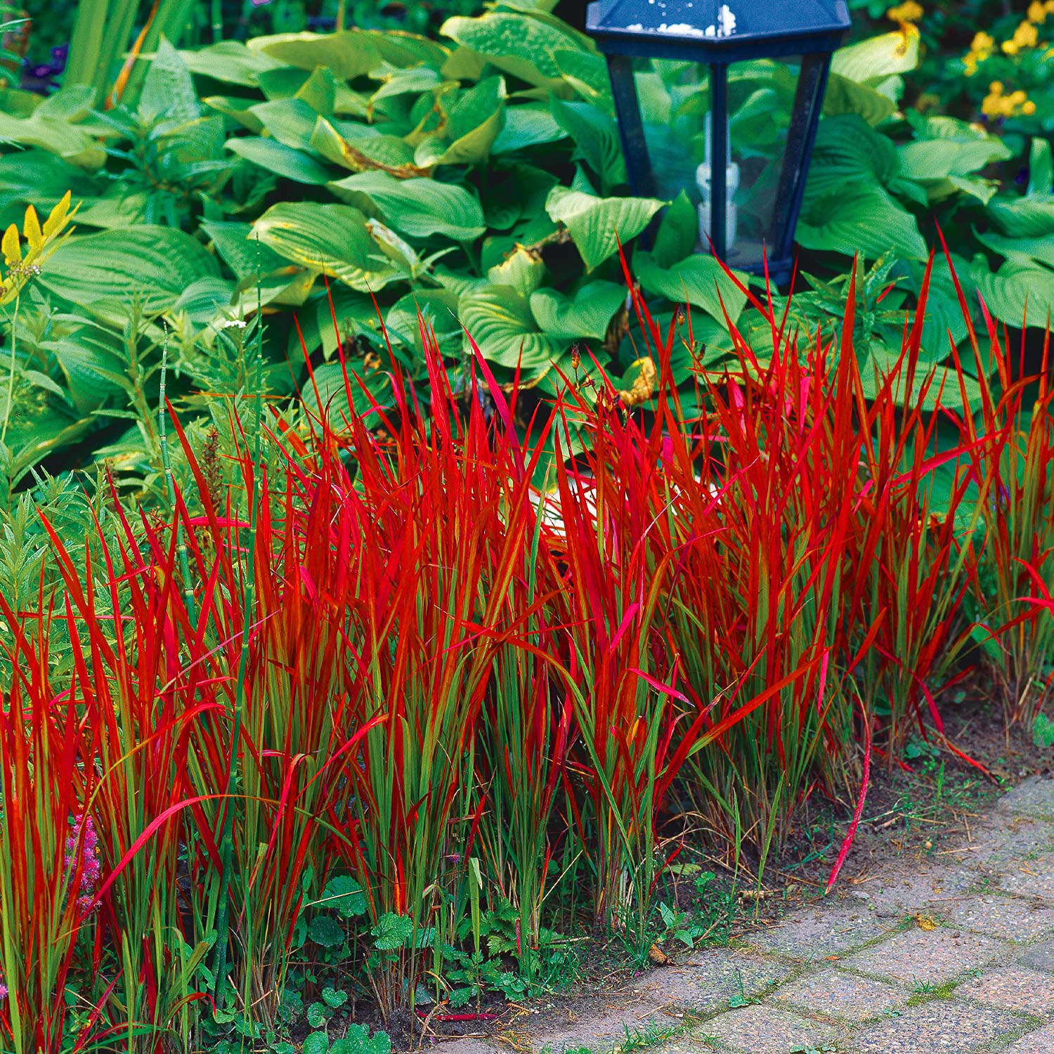 Alang-Gras 'Red Baron' - Japanisches Blutgras 9 cm Topf Lieferform: Im 9 cm Topf
