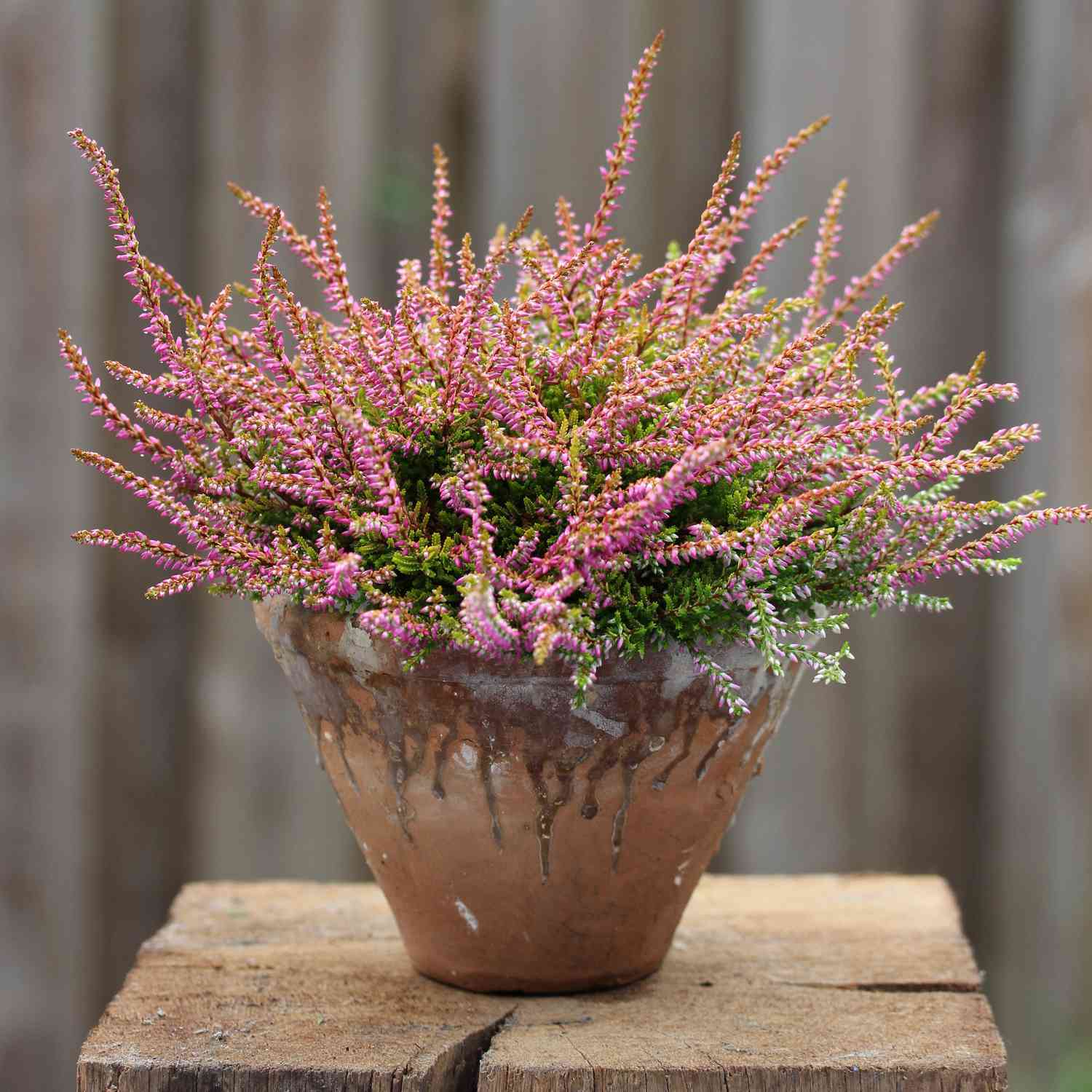 Knospenheide 'Bonita' (Garden Girls®)