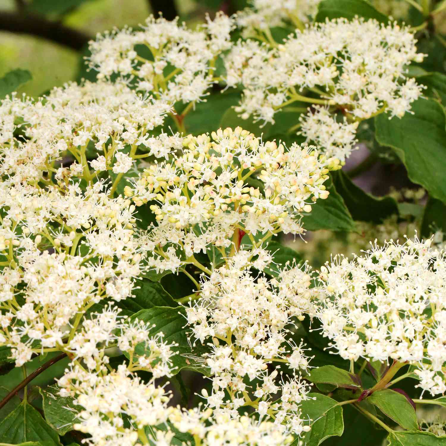 Hoher Weißbunter Pagoden- Hartriegel 'Variegata'