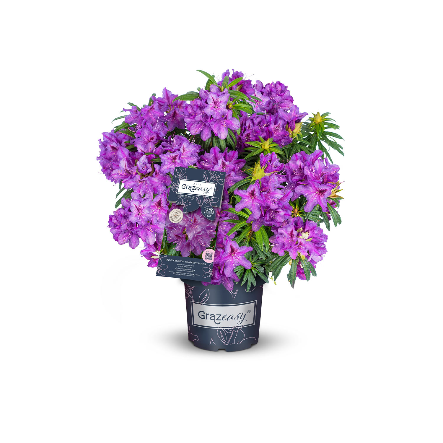 INKARHO® Rhododendron 'Grazeasy® Purple'