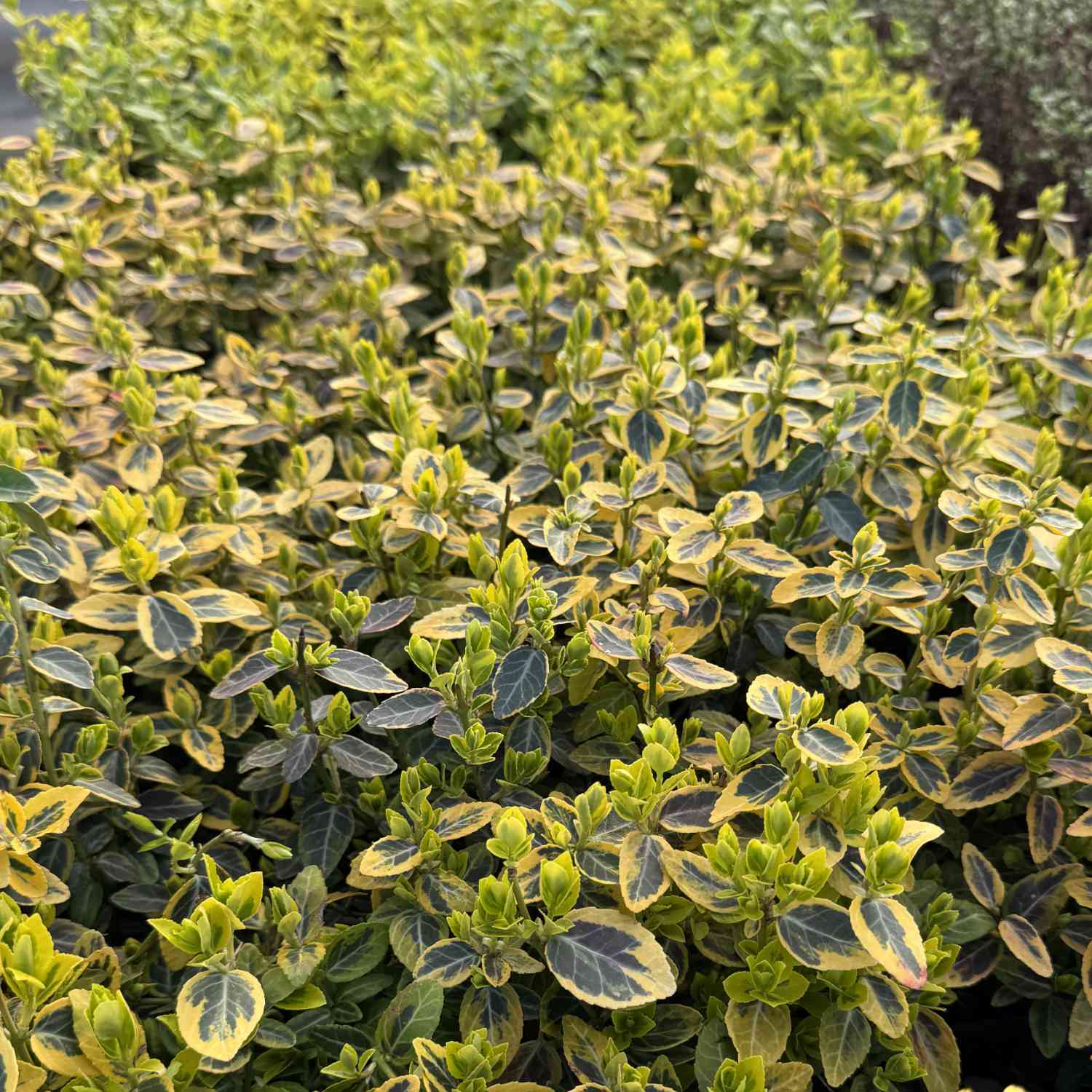 Kriechspindel 'Emerald'n Gold'